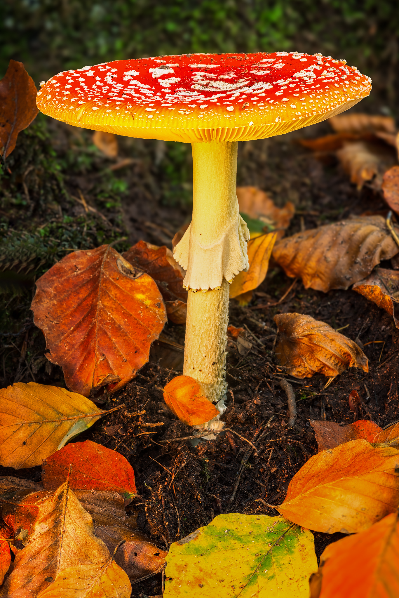 IMGP3690-Lum2-exp plus30-for print-2_1367x2048_U_70_Long Edge.png