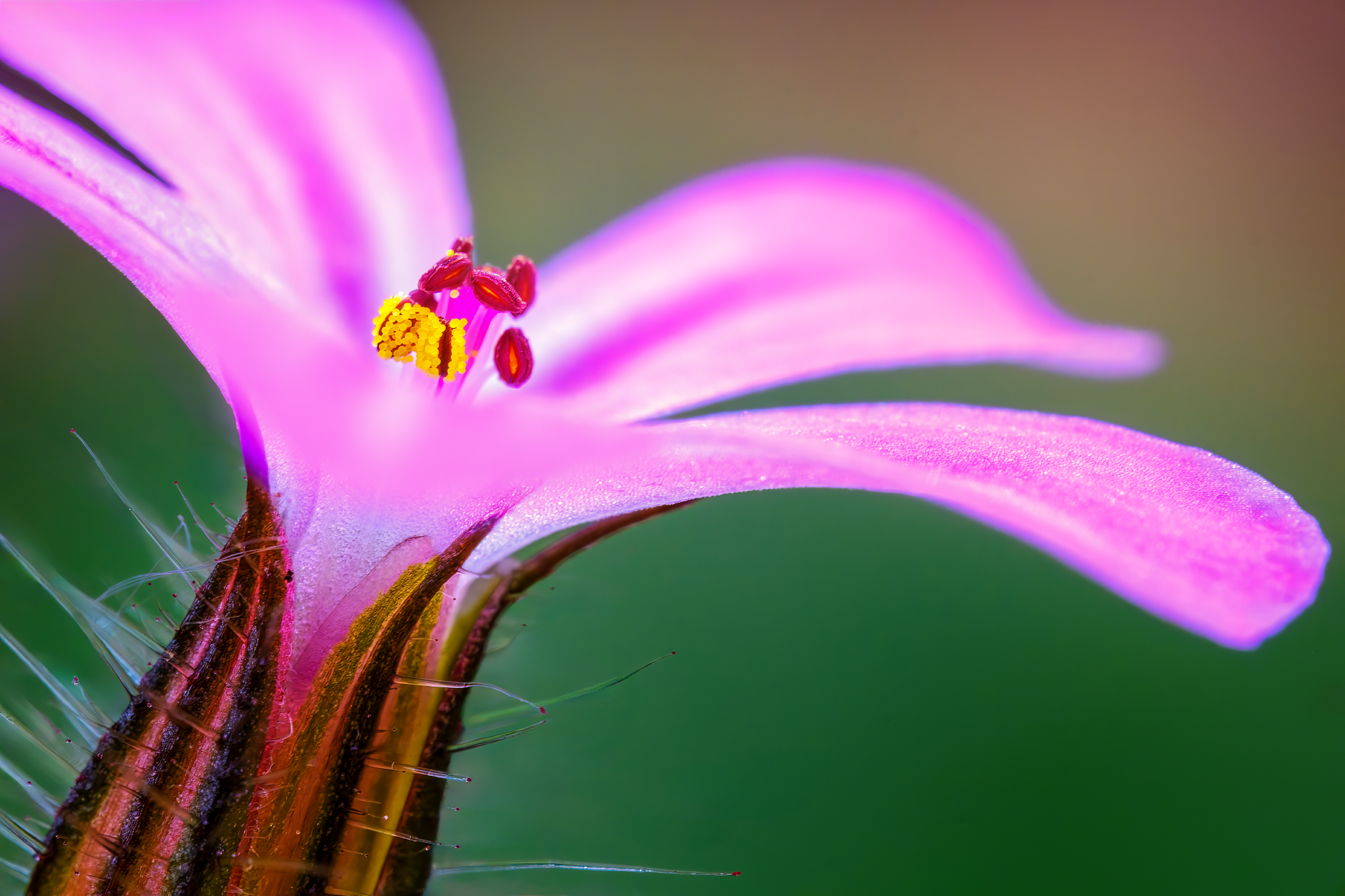 _DSF1055-Enhanced-NR-Edit-OK2_2048x1365_U_70_Long Edge.png