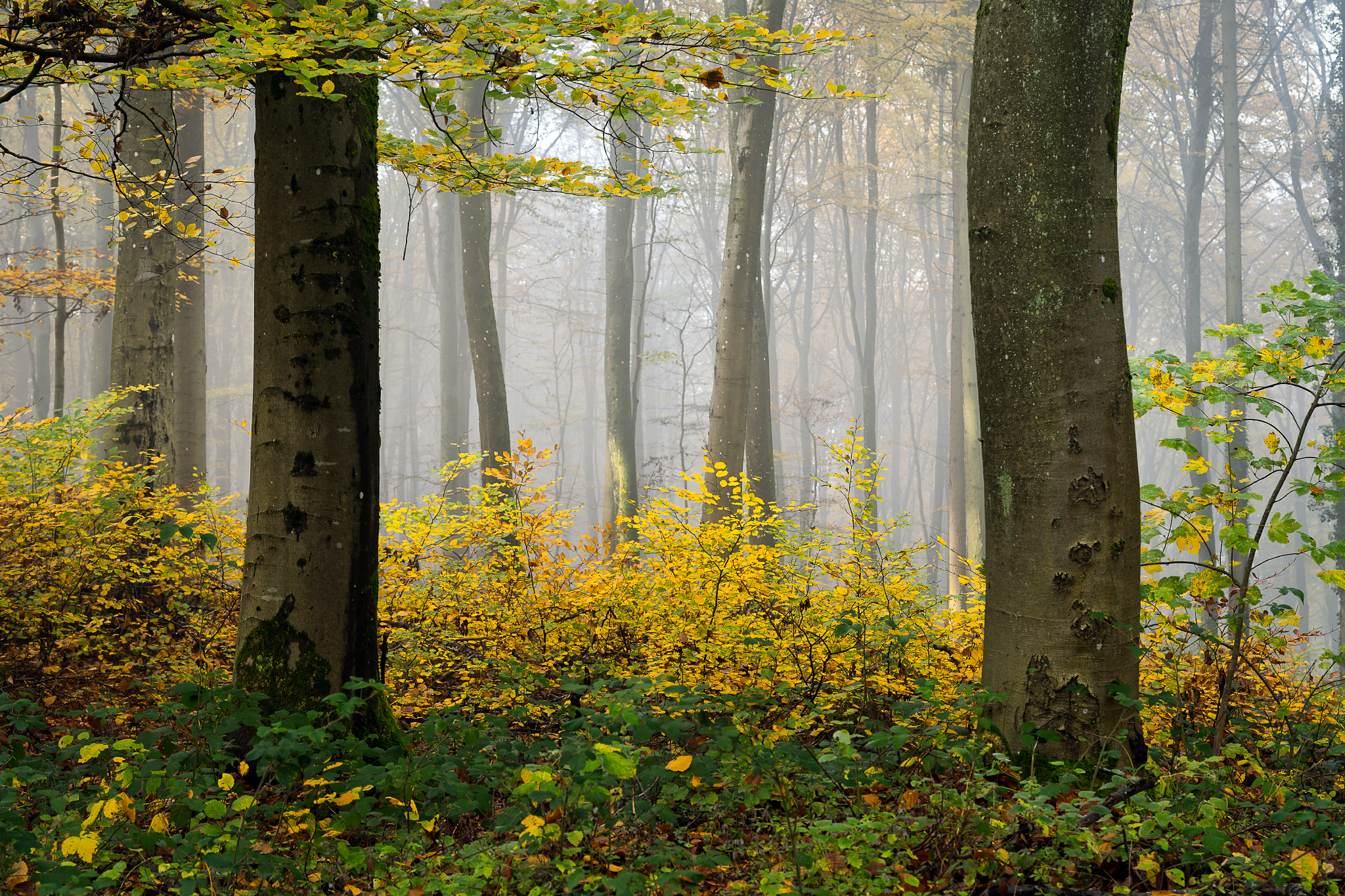 _DSC4937-Edit-03_Long Edge_2048x1365_U_70.png