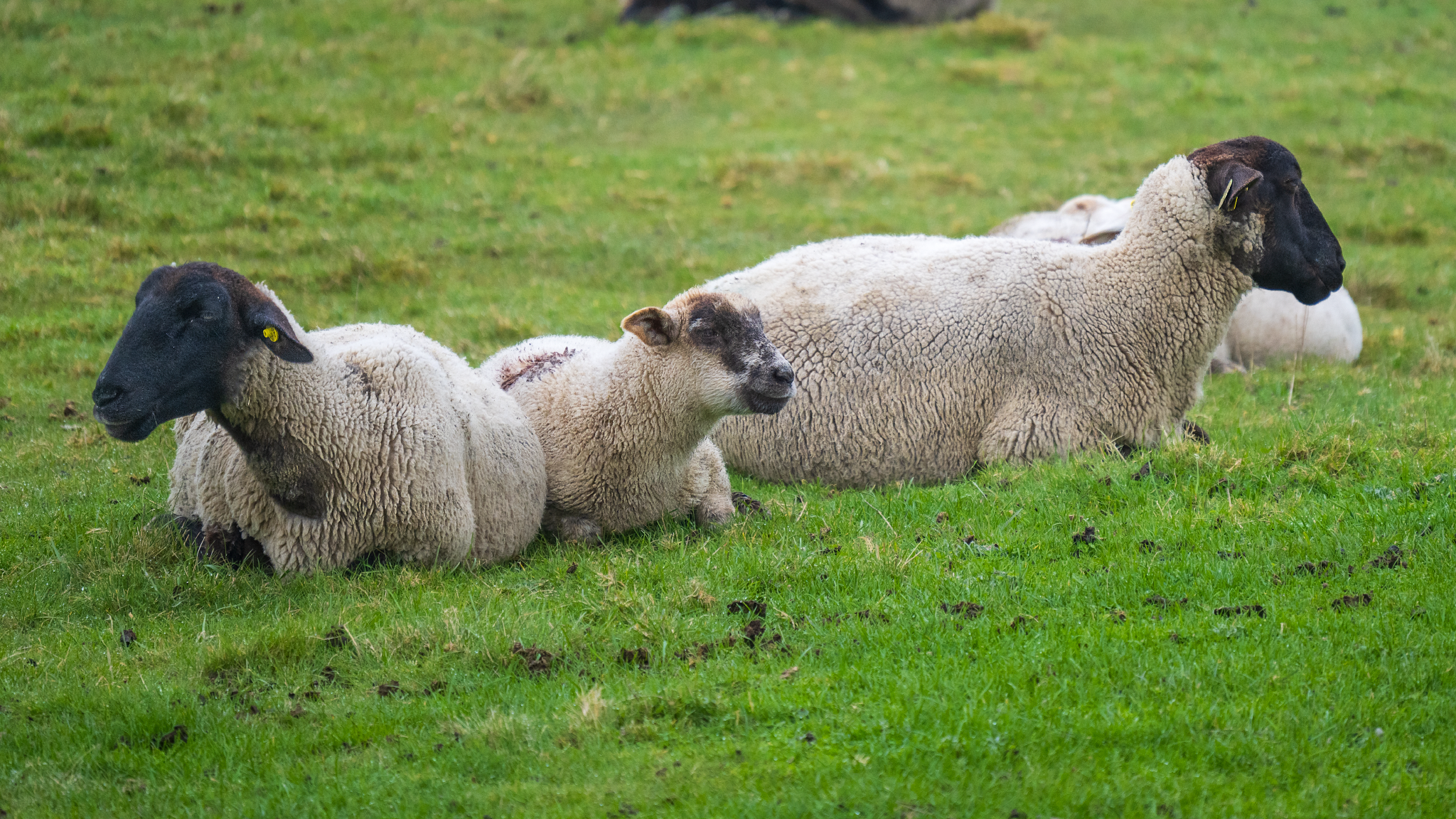 _OZ81576_Long Edge_2048x1152_U_70.png