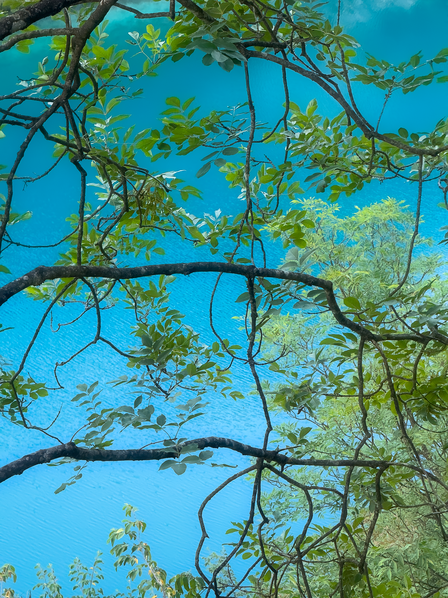 IMG_1208-Edit-Edit_Long Edge_1536x2048_U_70.png