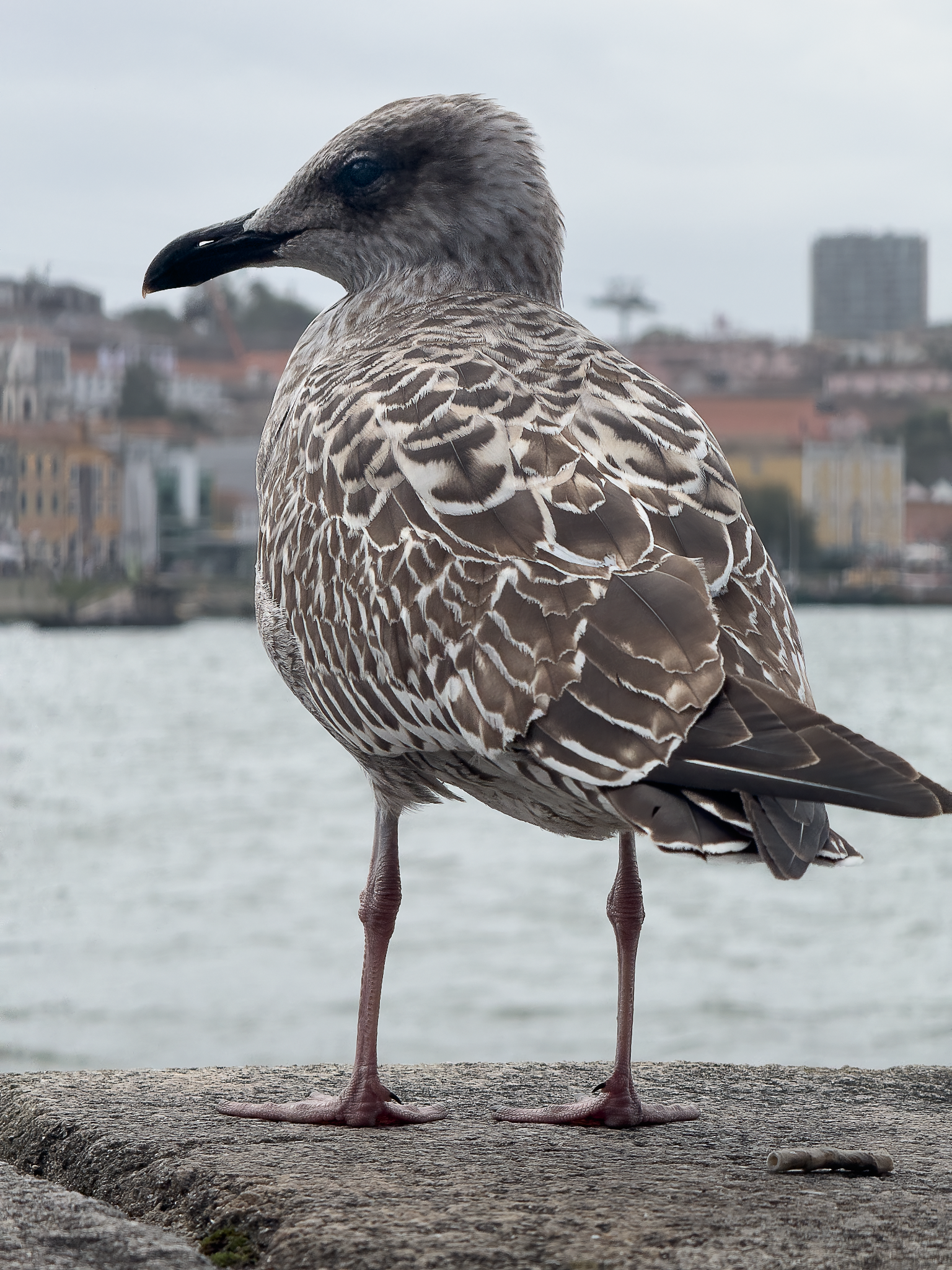 IMG_7093_Long Edge_1536x2048_U_70.png