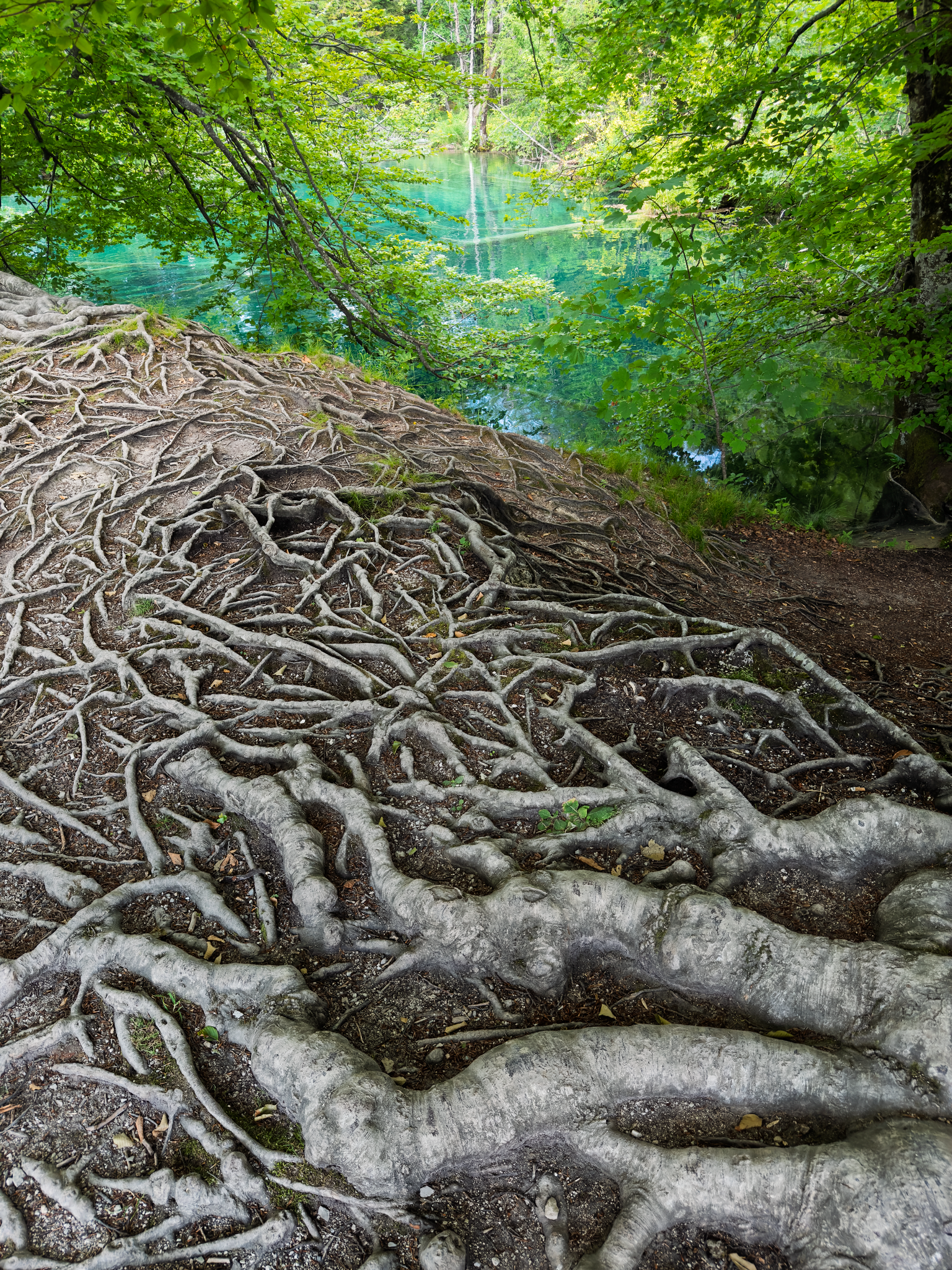 IMG_1410-Edit_Long Edge_1536x2048_U_70.png