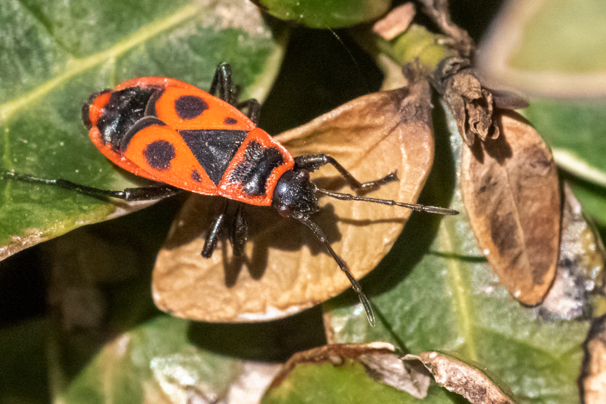 IMGP4131_2048x1367_U_70_Long Edge.png