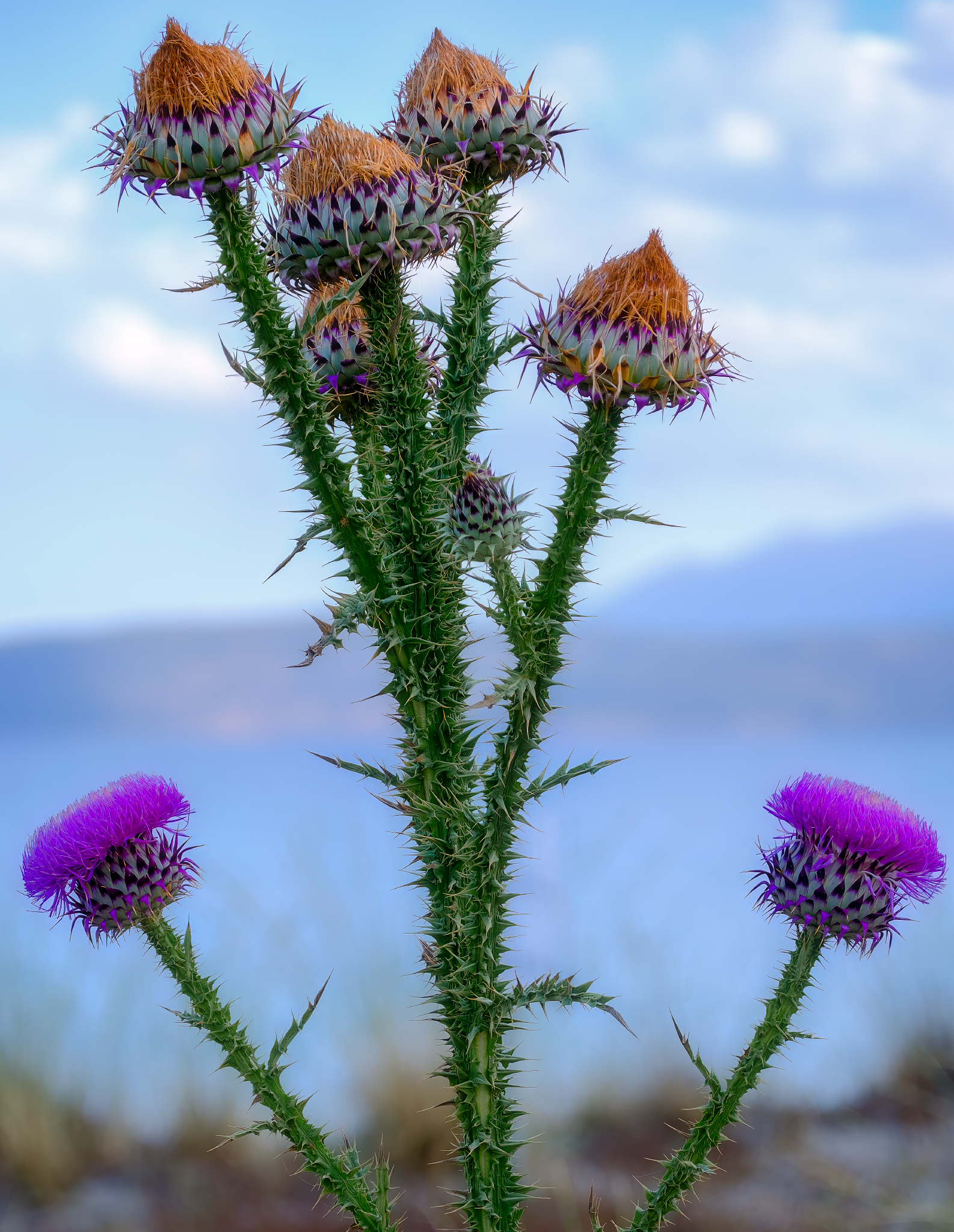 2023-06-13 21-03-21 (B,R8,S4)-Flowers-Tenaro-Mani-03Crop_1586x2048_U_70_Long Edge.png