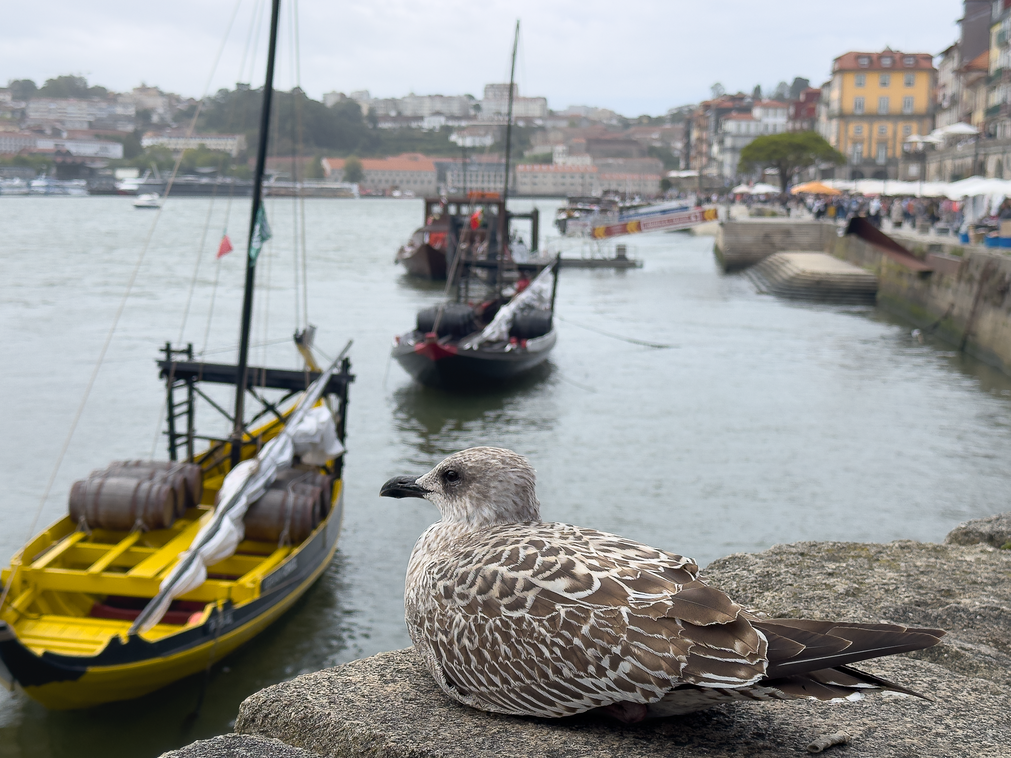 IMG_7098_Long Edge_2048x1536_U_70.png