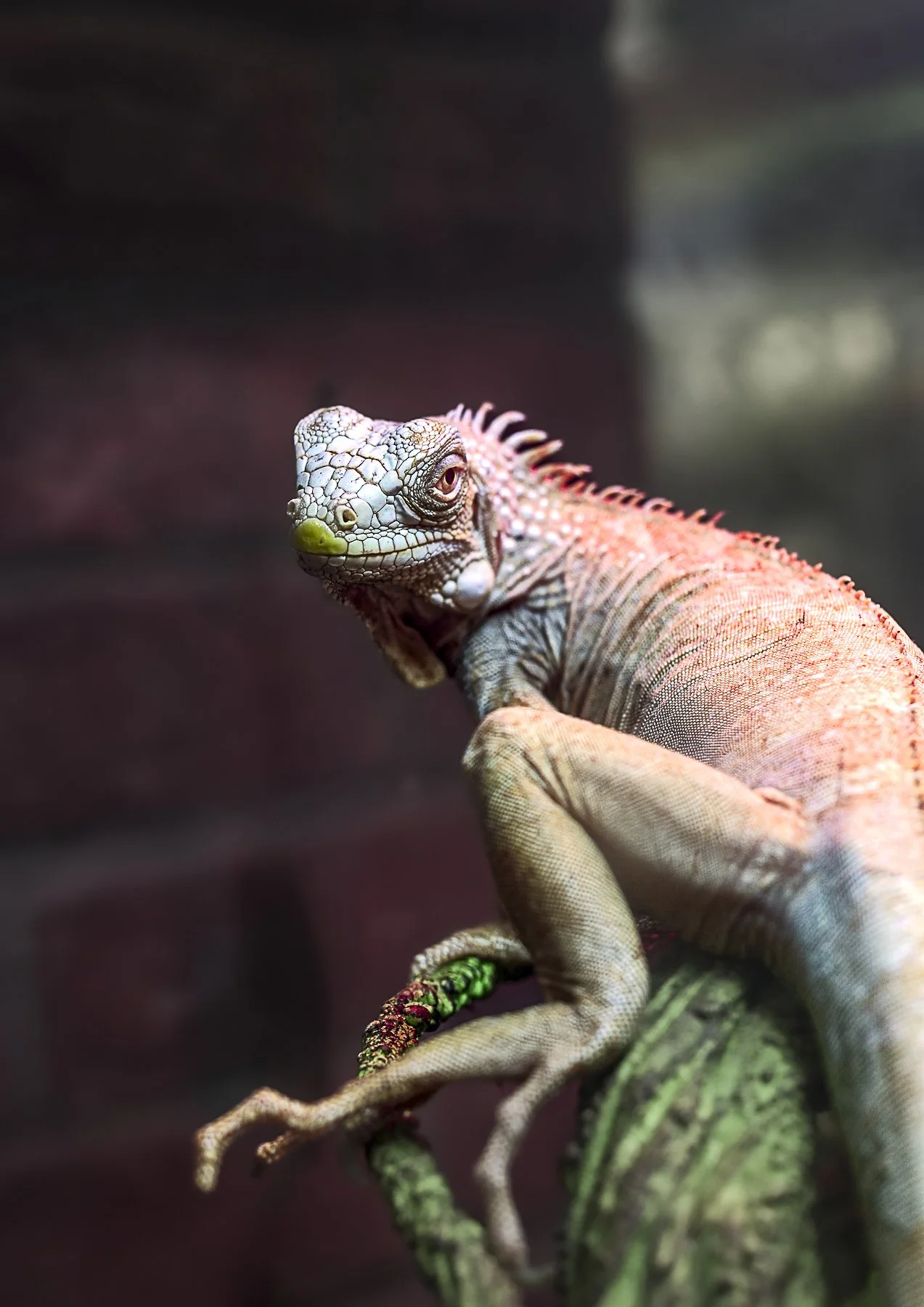 Close-up of a colorful iguana perched on a branch.