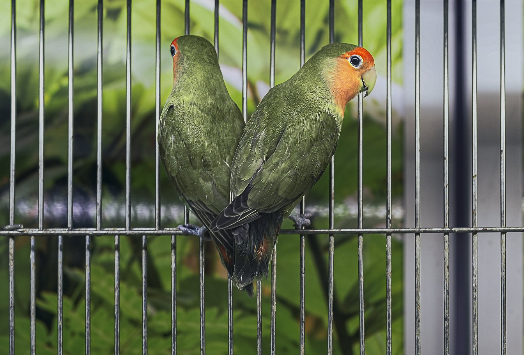 Love birds.jpg