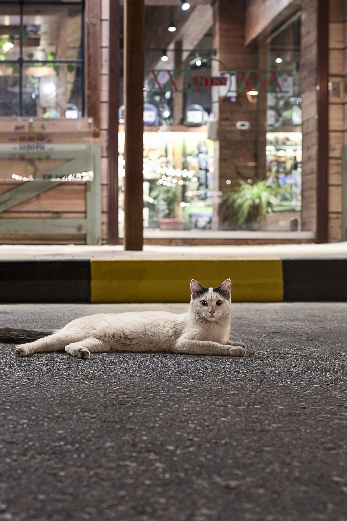 Animal Photography