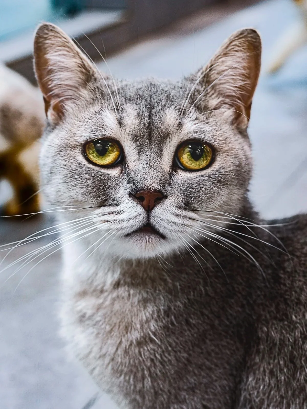 Grey+cat.jpg