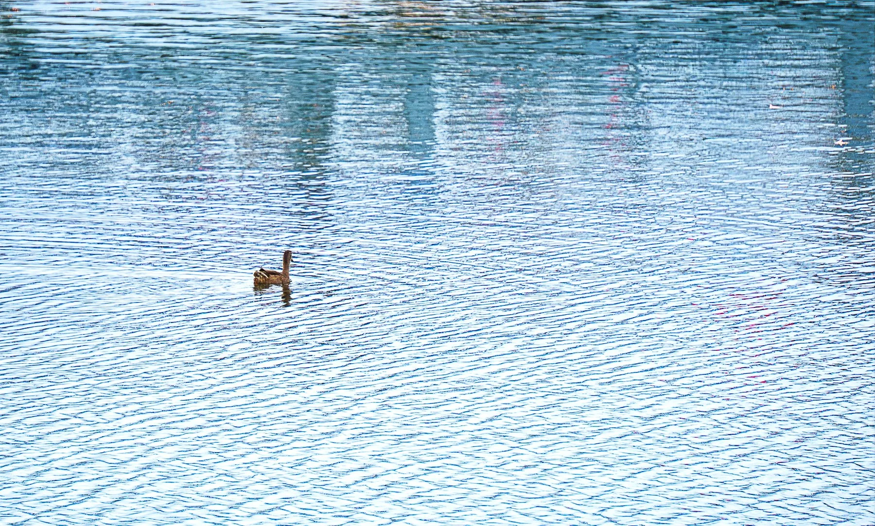 Stillness-in-motion.jpg