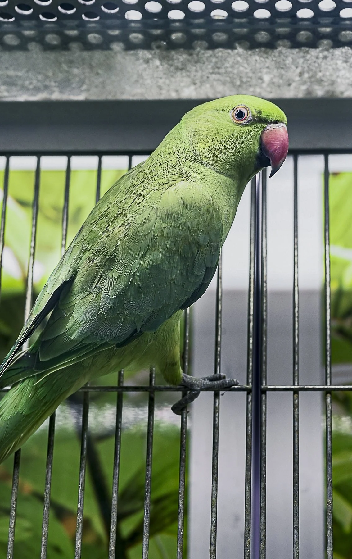 Greeny.jpg