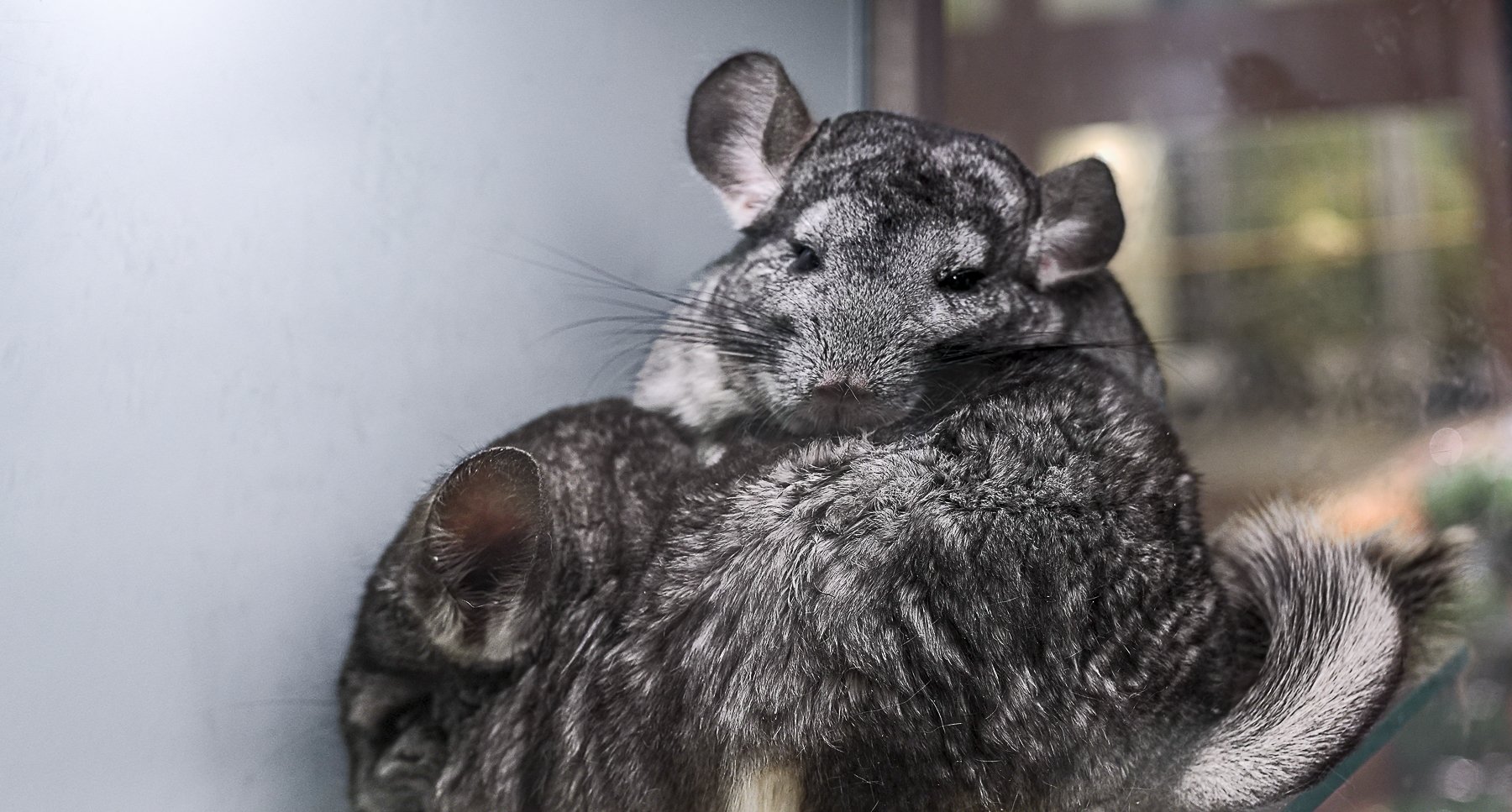 Chinchillas.jpg