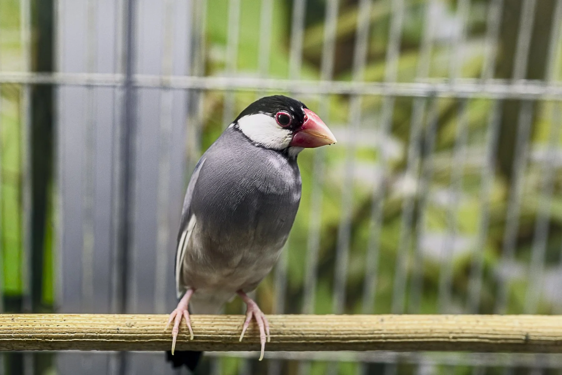 Little birdy.jpg
