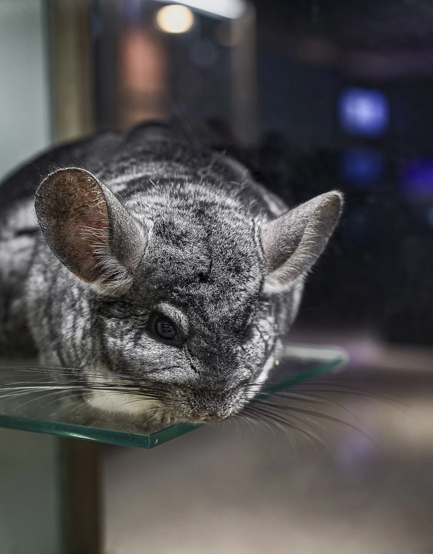 Chinchilla 2.jpg