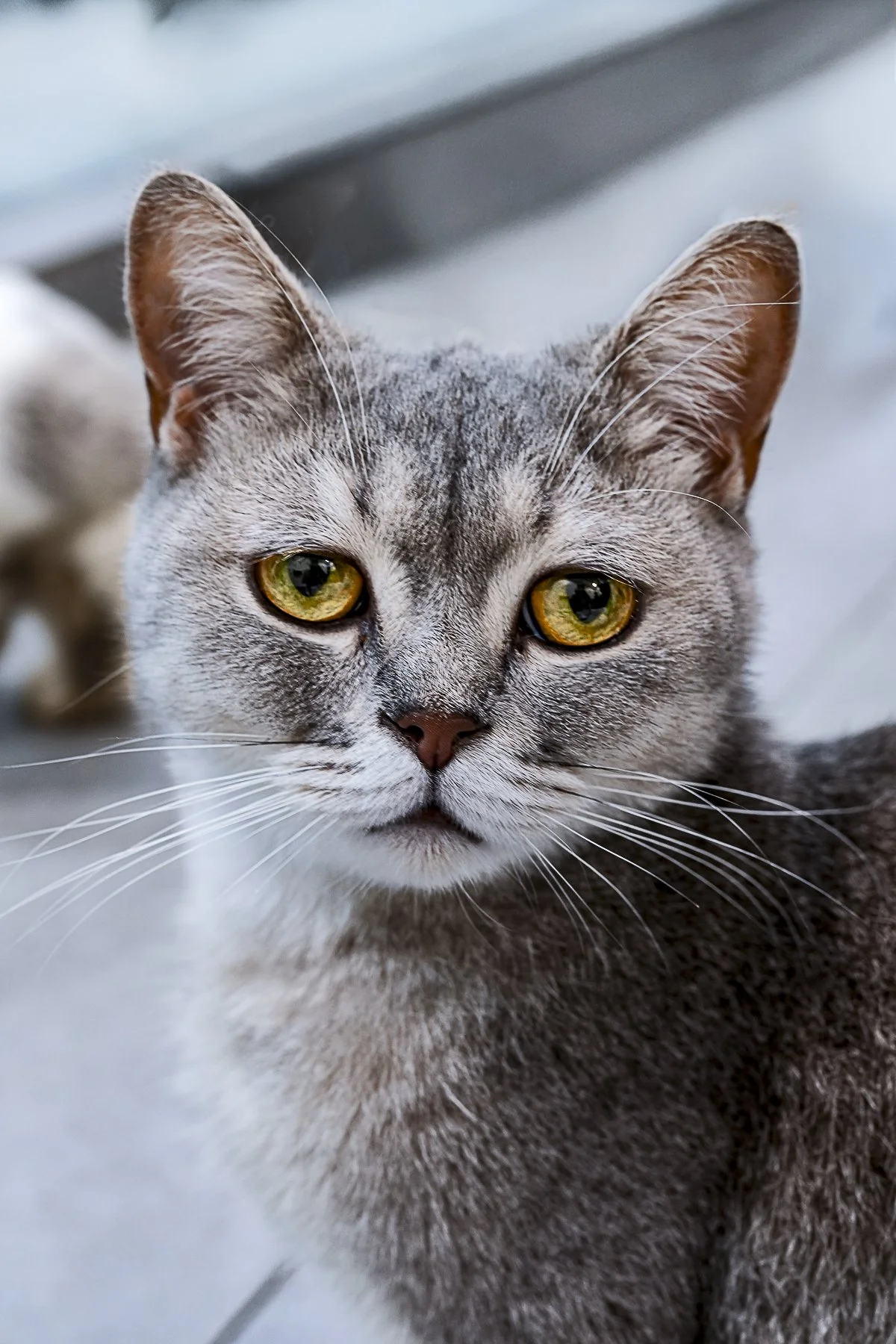 Grey cat 2.jpg