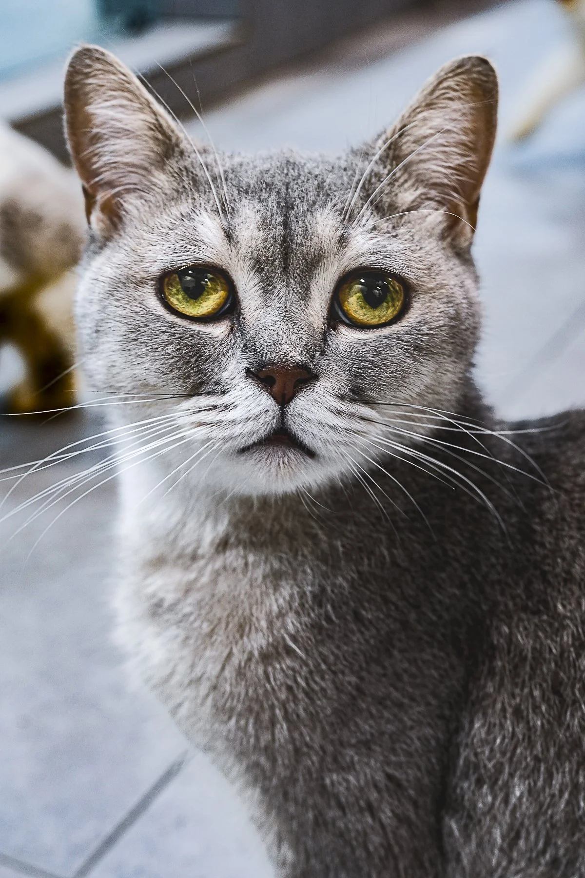 Grey cat.jpg