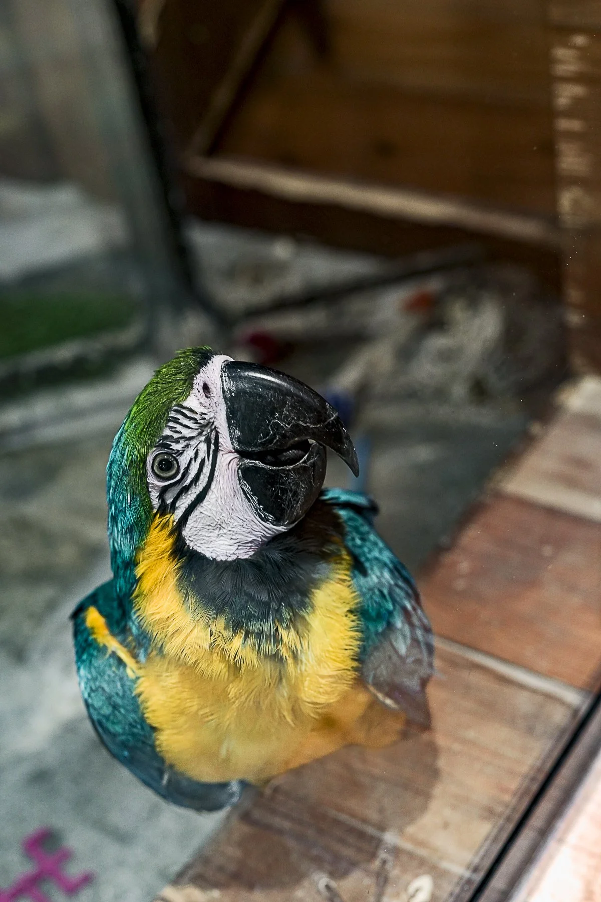 Parrot.jpg