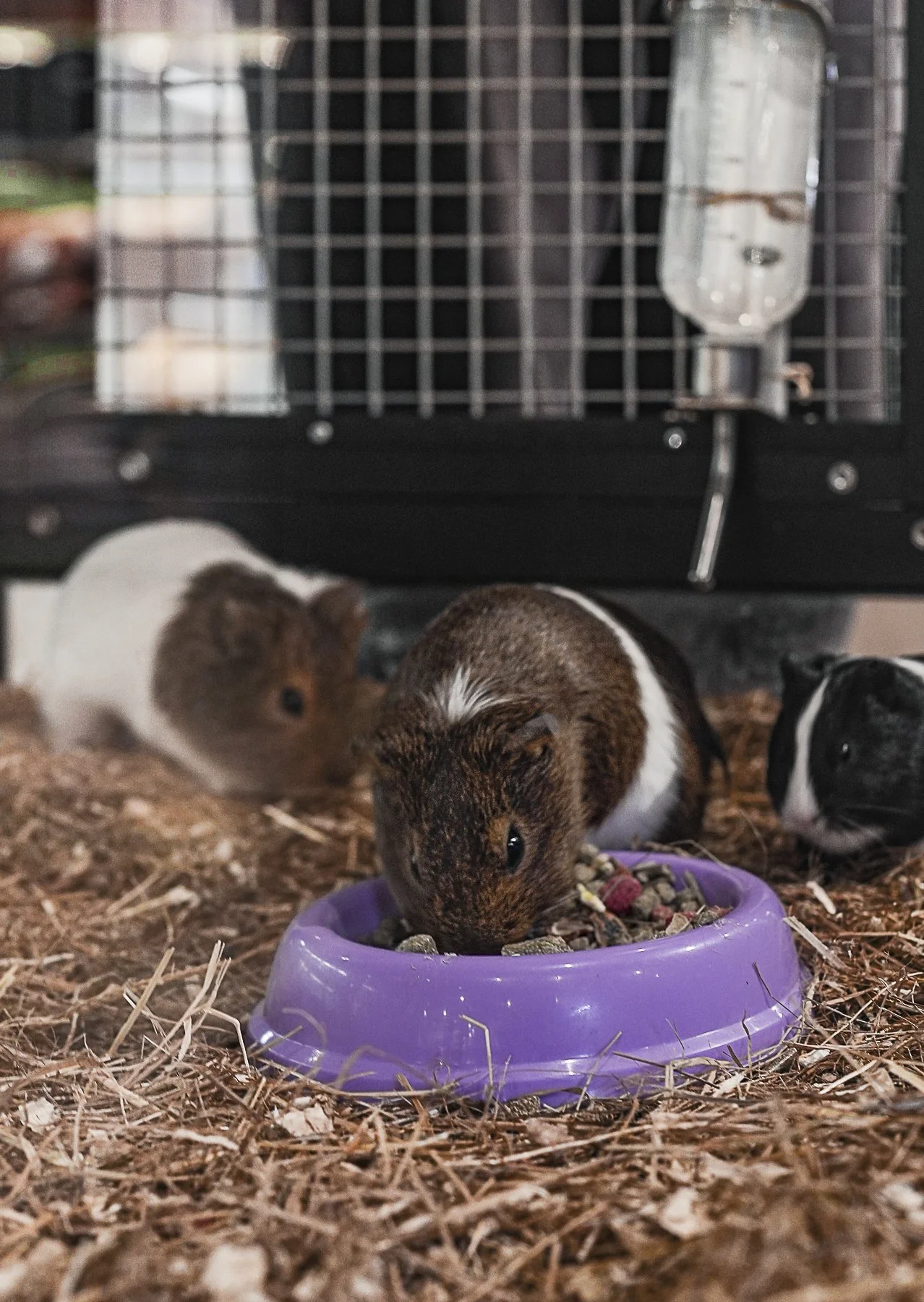 Eating Guini pigs.jpg