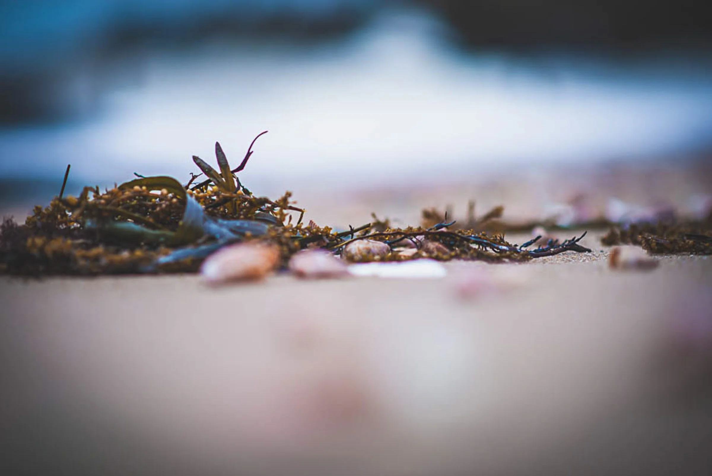 Christine-Passemard-photographe-balade-en-bord-de-mer-5.jpg