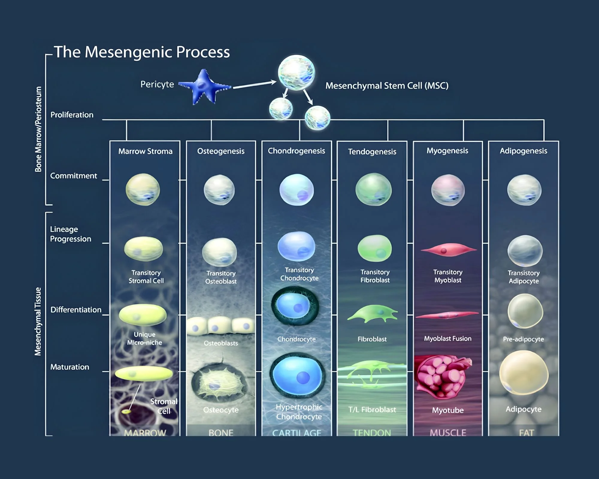 Diagram titled "The Mesengenic Process" illustrating the development of mesenchymal tissues from a pericyte, through stages leading to marrow stroma, osteogenesis, chondrogenesis, tendogenesis, myogenesis, and adipogenesis, with respective cell types at each stage.