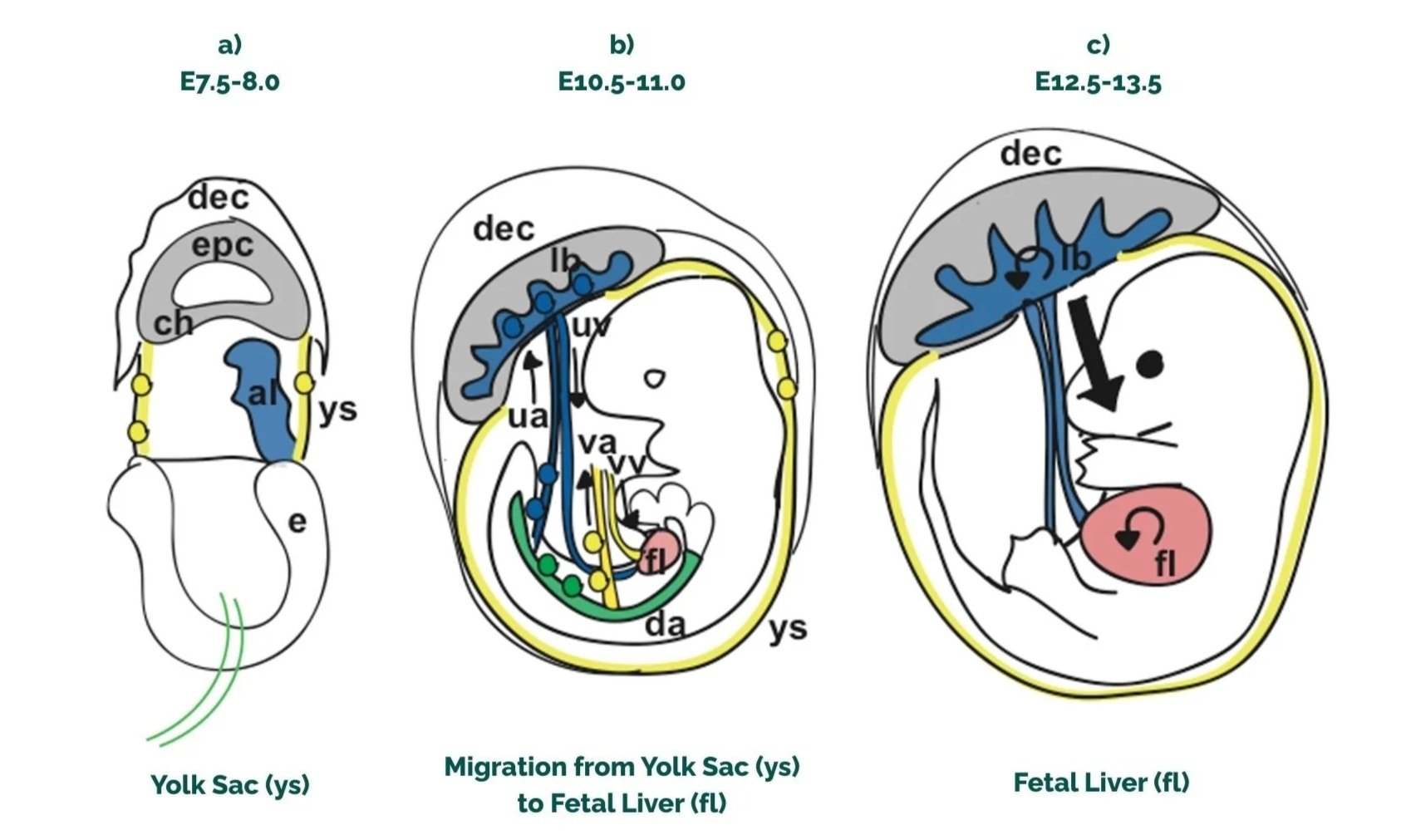 Diagram illustrating the developmental stages of the fetal liver from the Yolk Sac, migration to the fetal liver, and the fetal liver itself, with labels and color-coded pathways.
