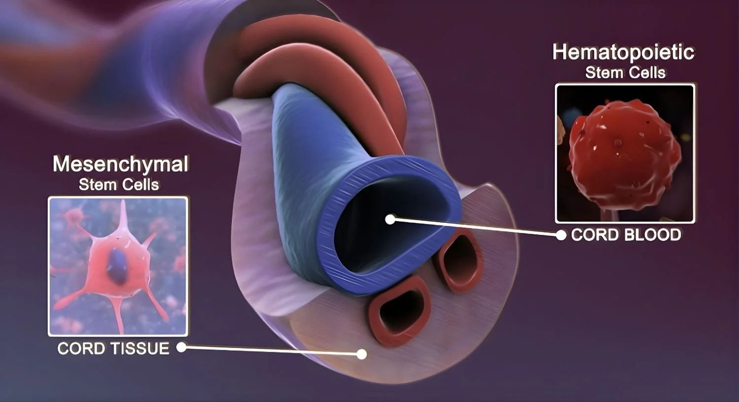 Diagram of a blood vessel showing hematopoietic stem cells in cord blood and mesenchymal stem cells in cord tissue.