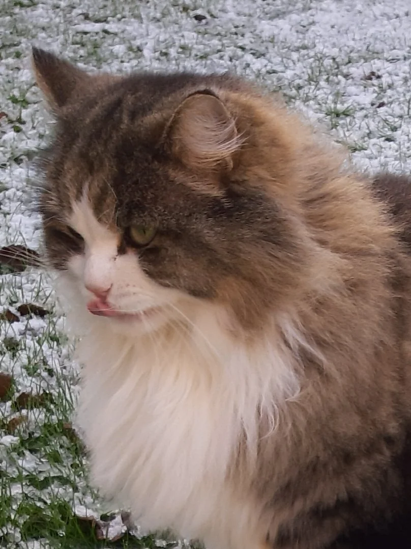 On the tip of my tongue