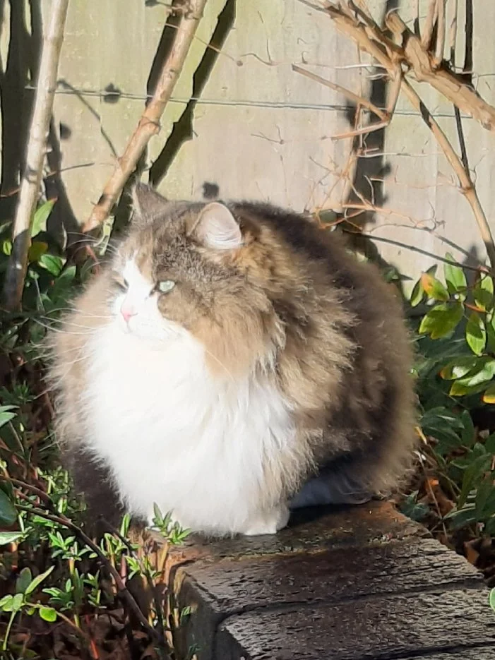 The green-eyed monster