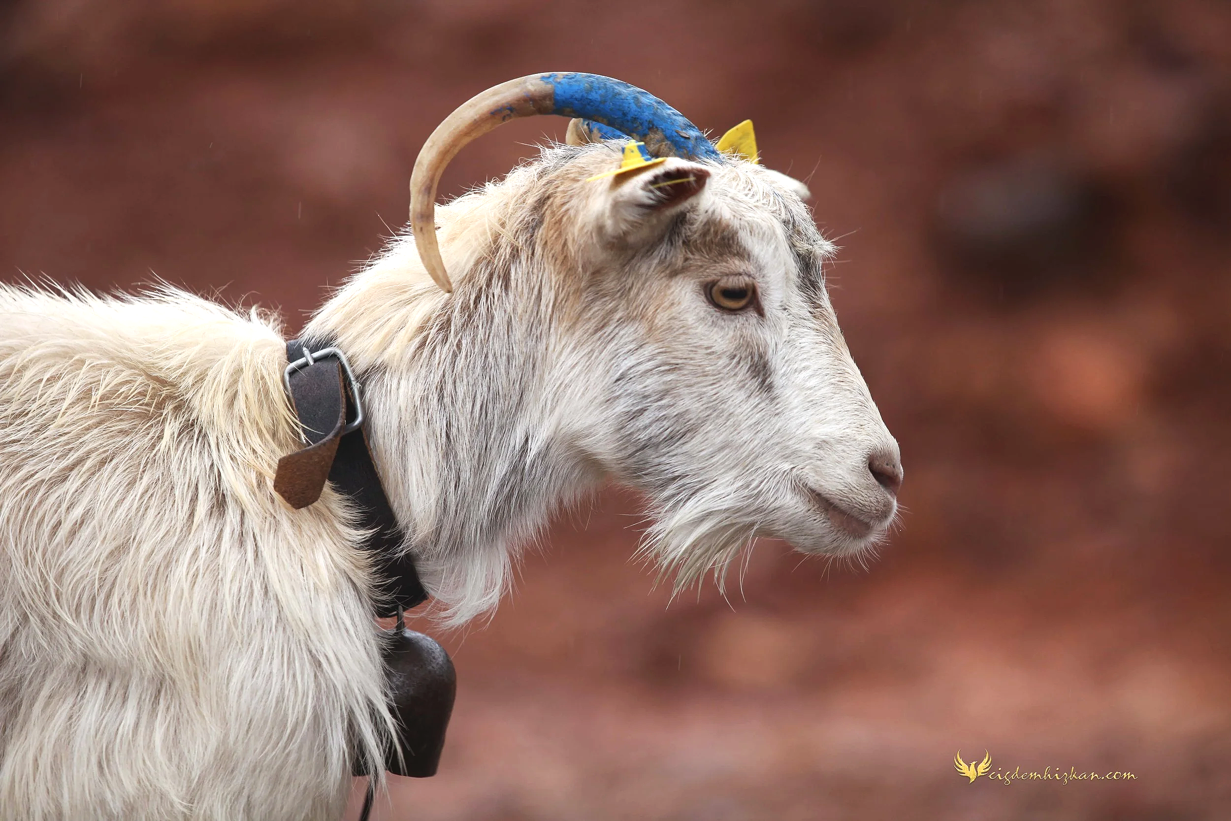 Gökçeada Keçileri

Ada ışığı, volkanik doku ve doğal yaşam.

Gökçeada Goats

Island light, volcanic texture and natural life. [calm]


