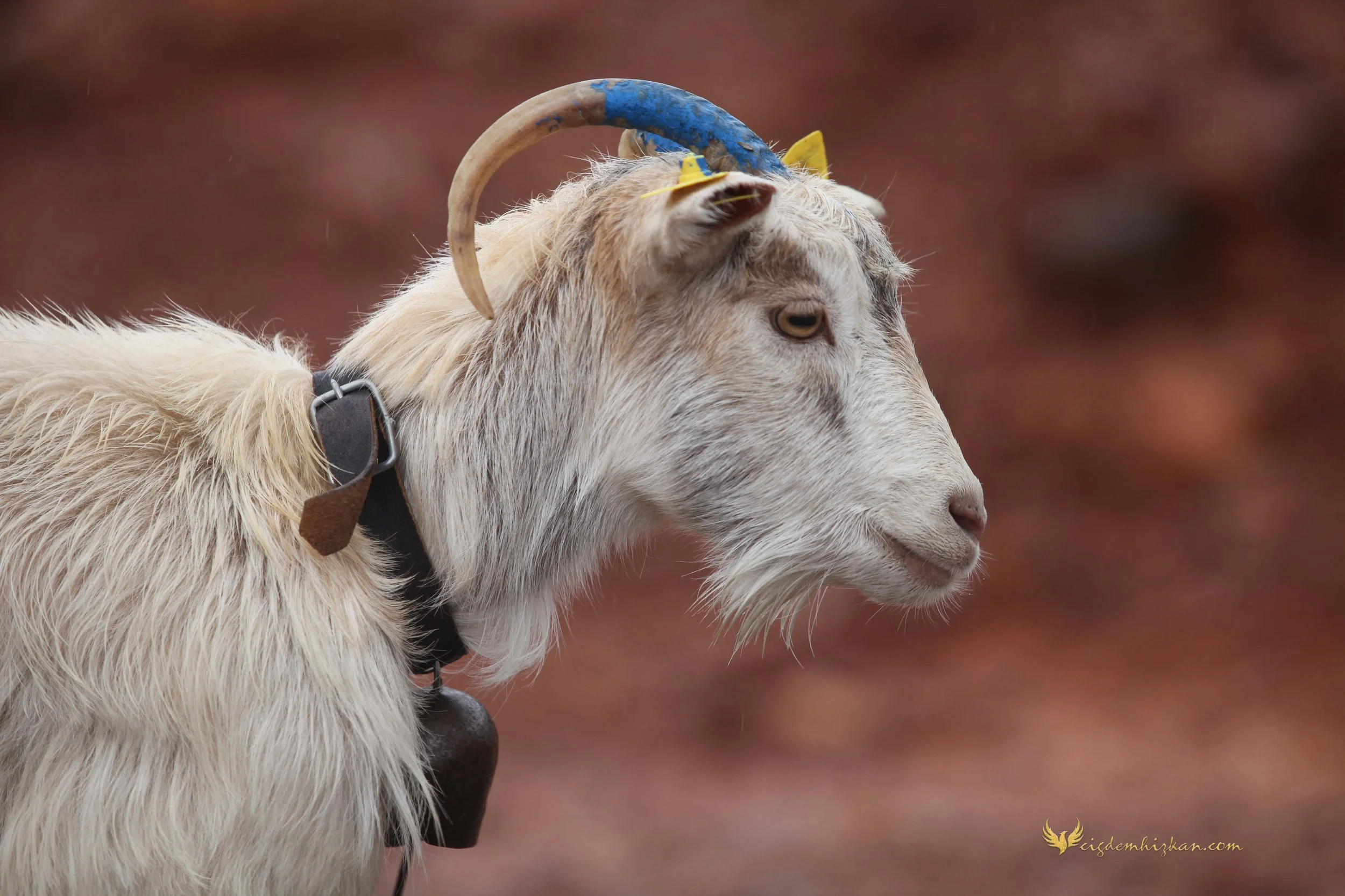 Gökçeada. “Zeytin Zamanı” sinema filmi. Kamera arkası. Keçiler, doğal yaşam ve volkanik ada dokusu. Türkiye, Çanakkale. Almila Bağrıaçık.
Gökçeada. “Zeytin Zamanı” feature film. Behind the scenes. Goats, natural life and volcanic island landscape. Tu