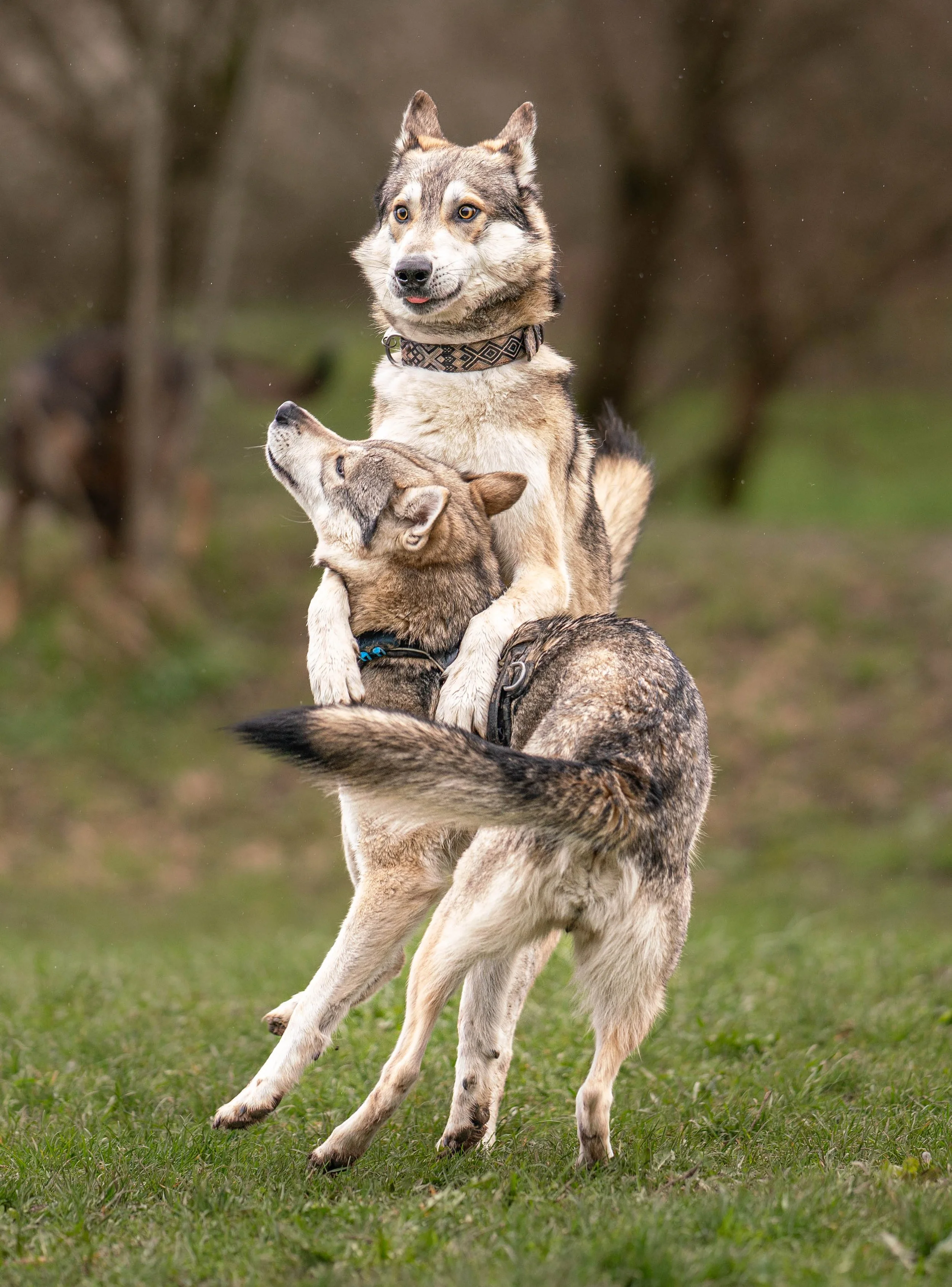 Zwei Huskys spielen im Freien. Der Hund auf dem Boden hebt den Rücken, während der andere Hund auf ihm sitzt.