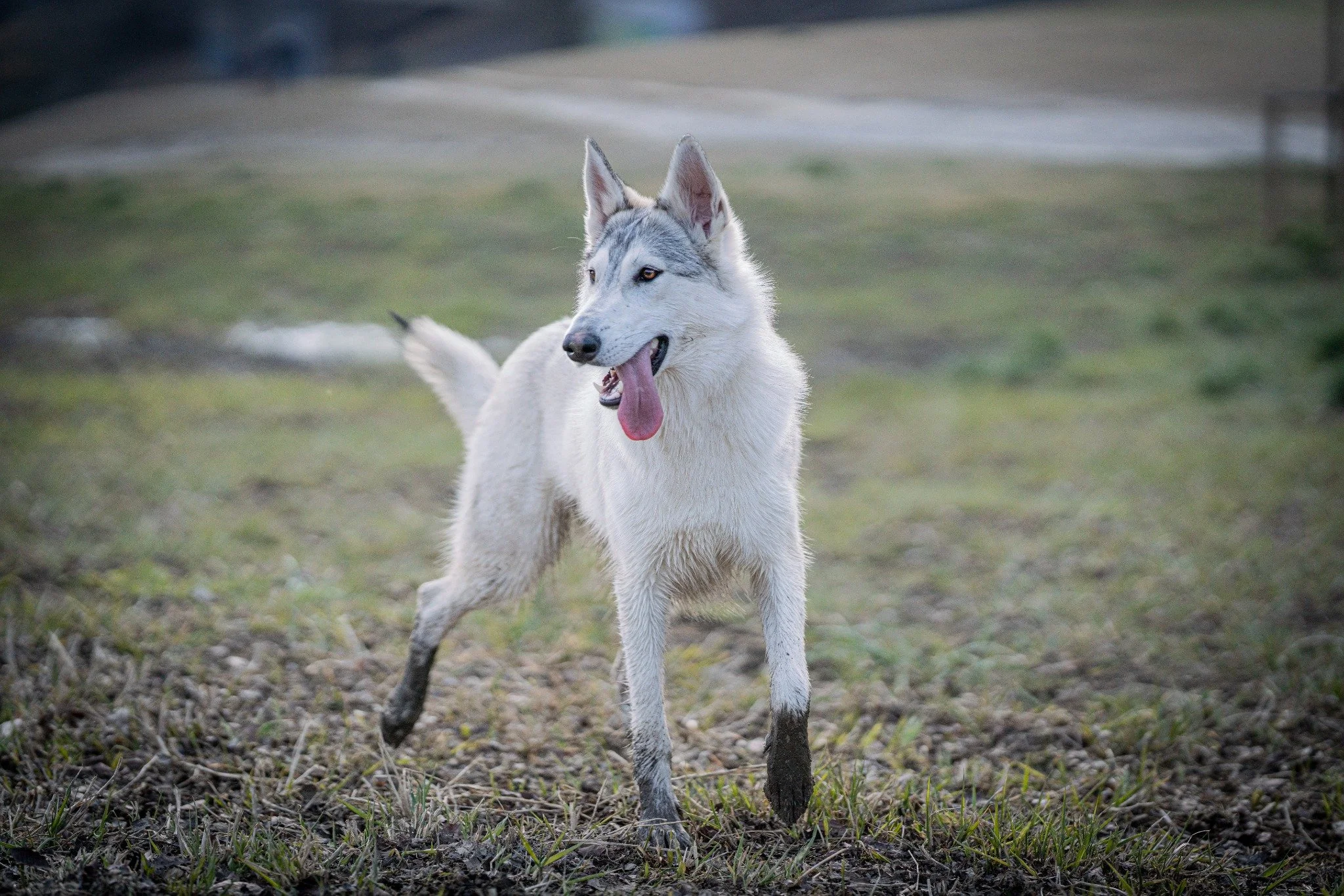 Ein laufender Husky-Hund mit weißem und grauem Fell auf einer Wiese im Freien.