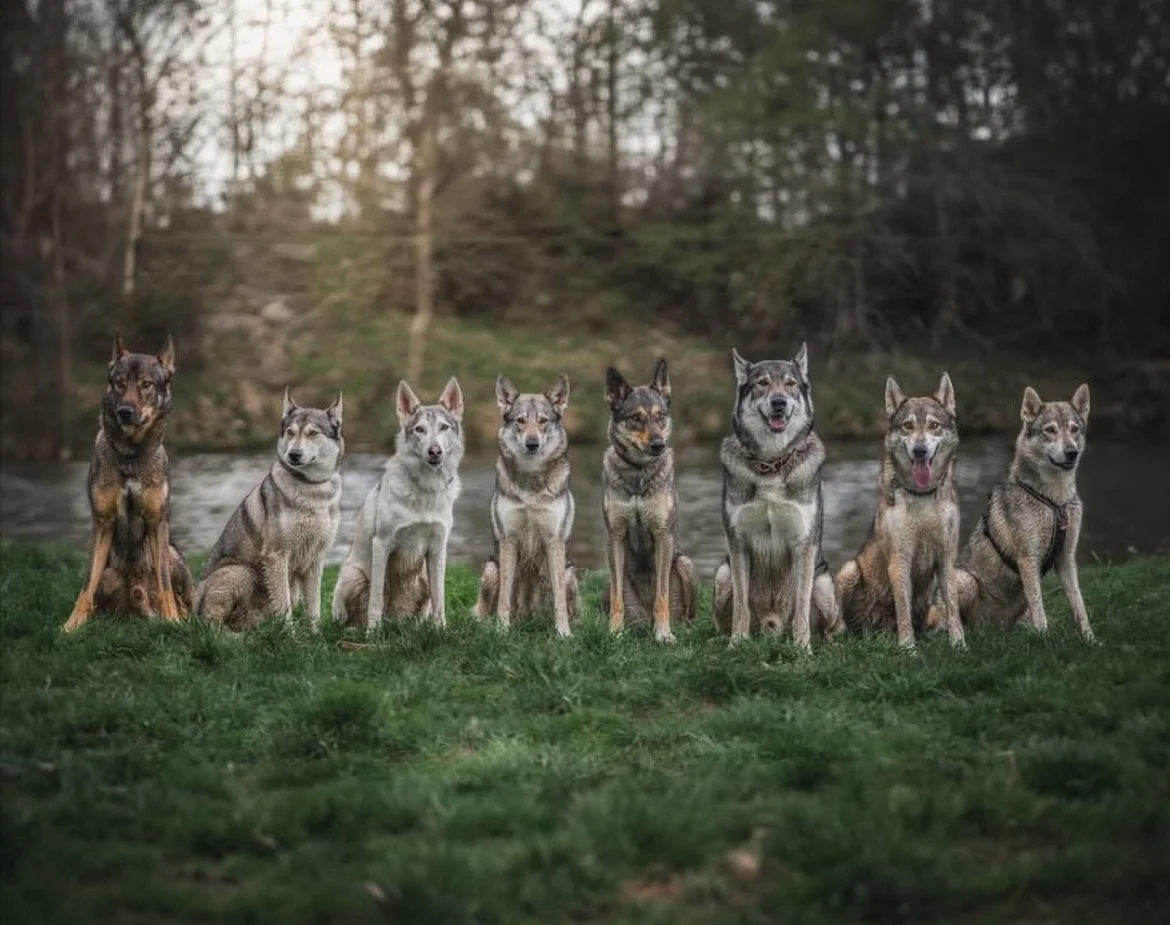 Neun Hunde verschiedener Rassen sitzen in einer Reihe vor einem Fluss. Es sind sowohl Welpen als auch erwachsene Hunde zu sehen, alle blicken in die Kamera.