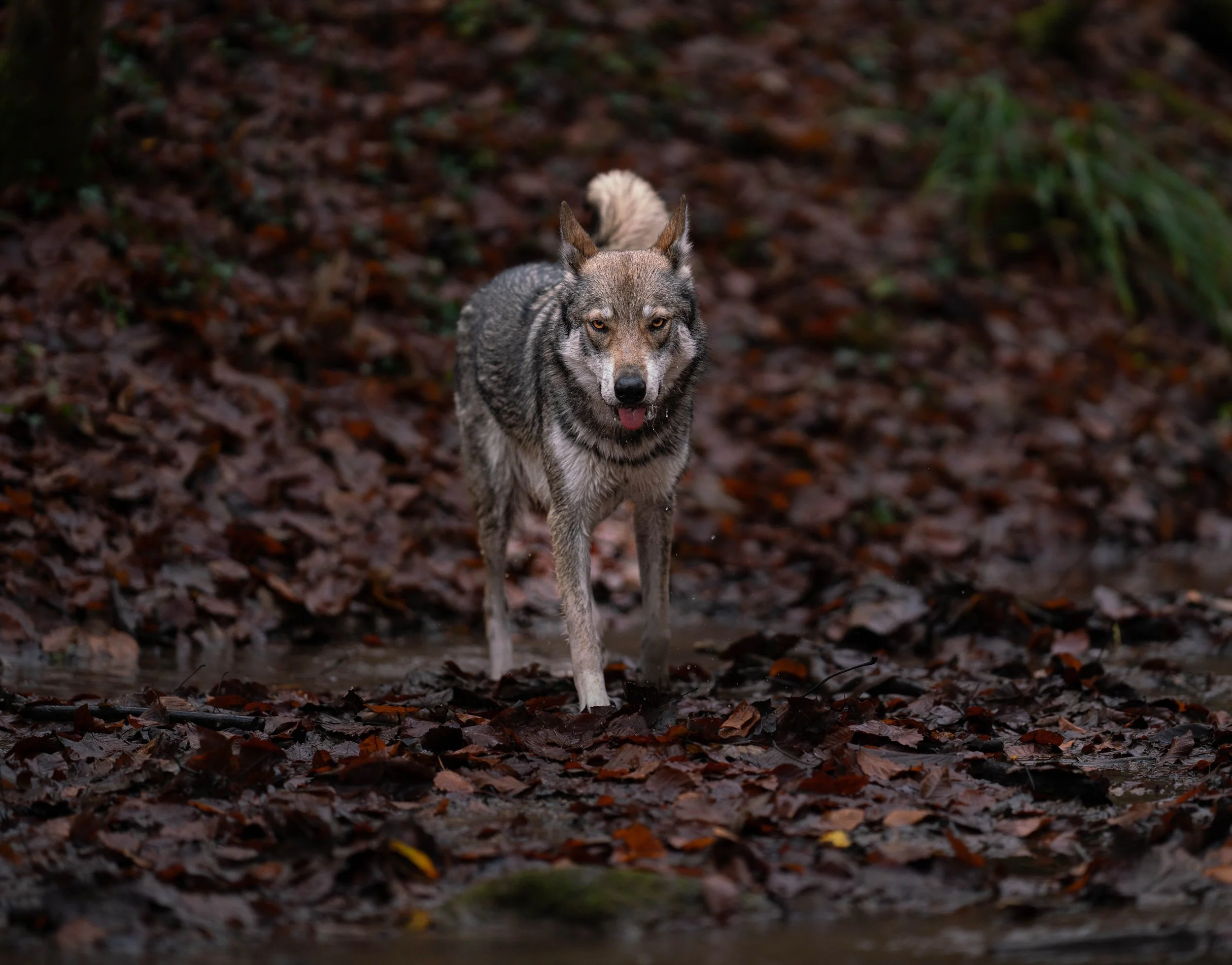 Ein Wolf läuft durch einen herbstlichen Wald mit fallen Blättern auf dem Boden.