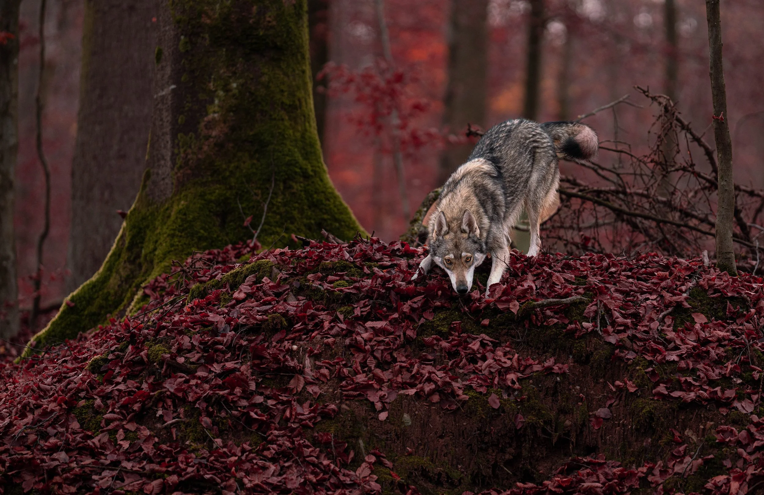 Ein Wolf in einem roten Laubwald, der auf einer mossbedeckten Wurzel steht und den Boden absucht.