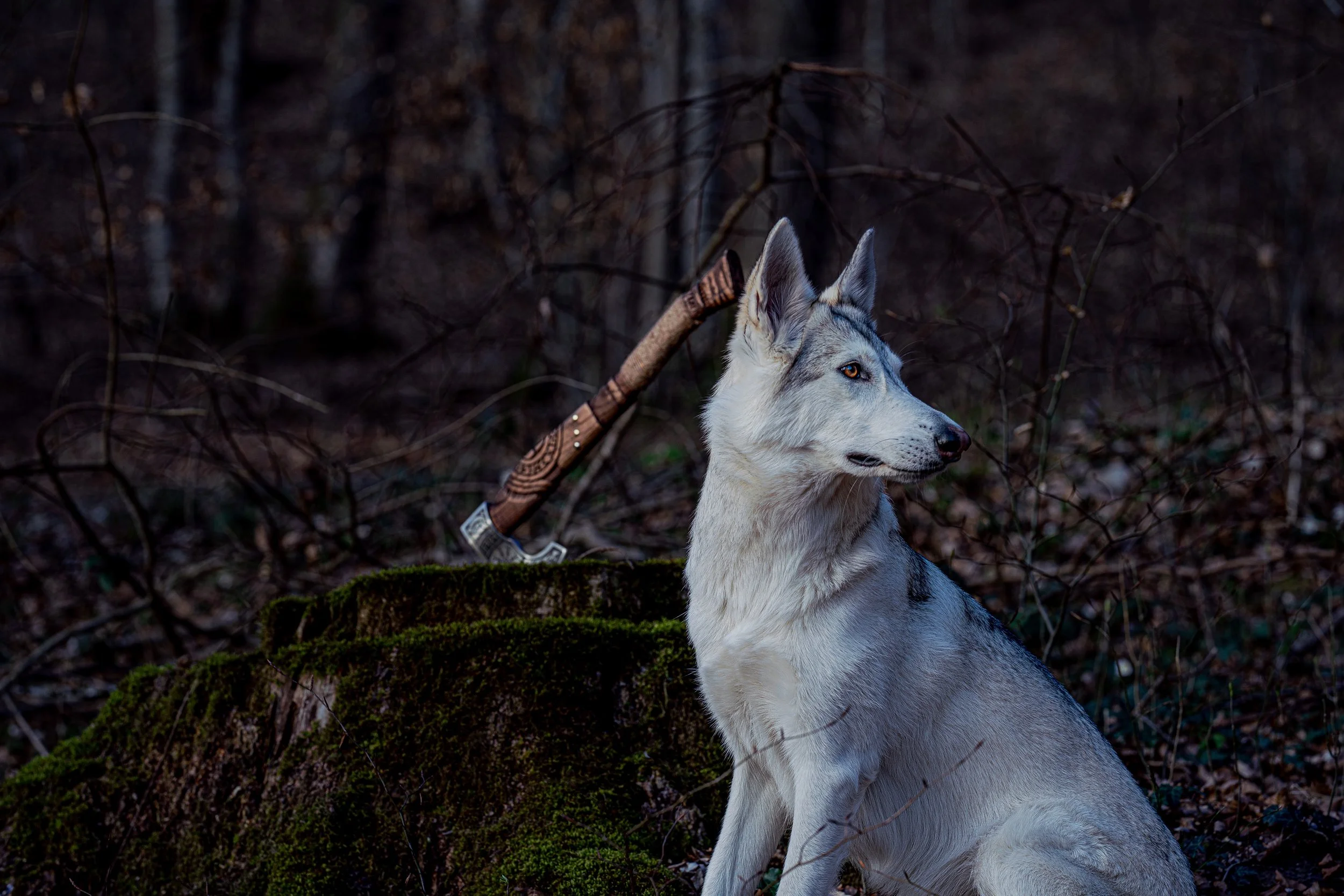 Tamaskan Wolfshund im Wald und eine Vikinger Axt Steckt in einem Baum,