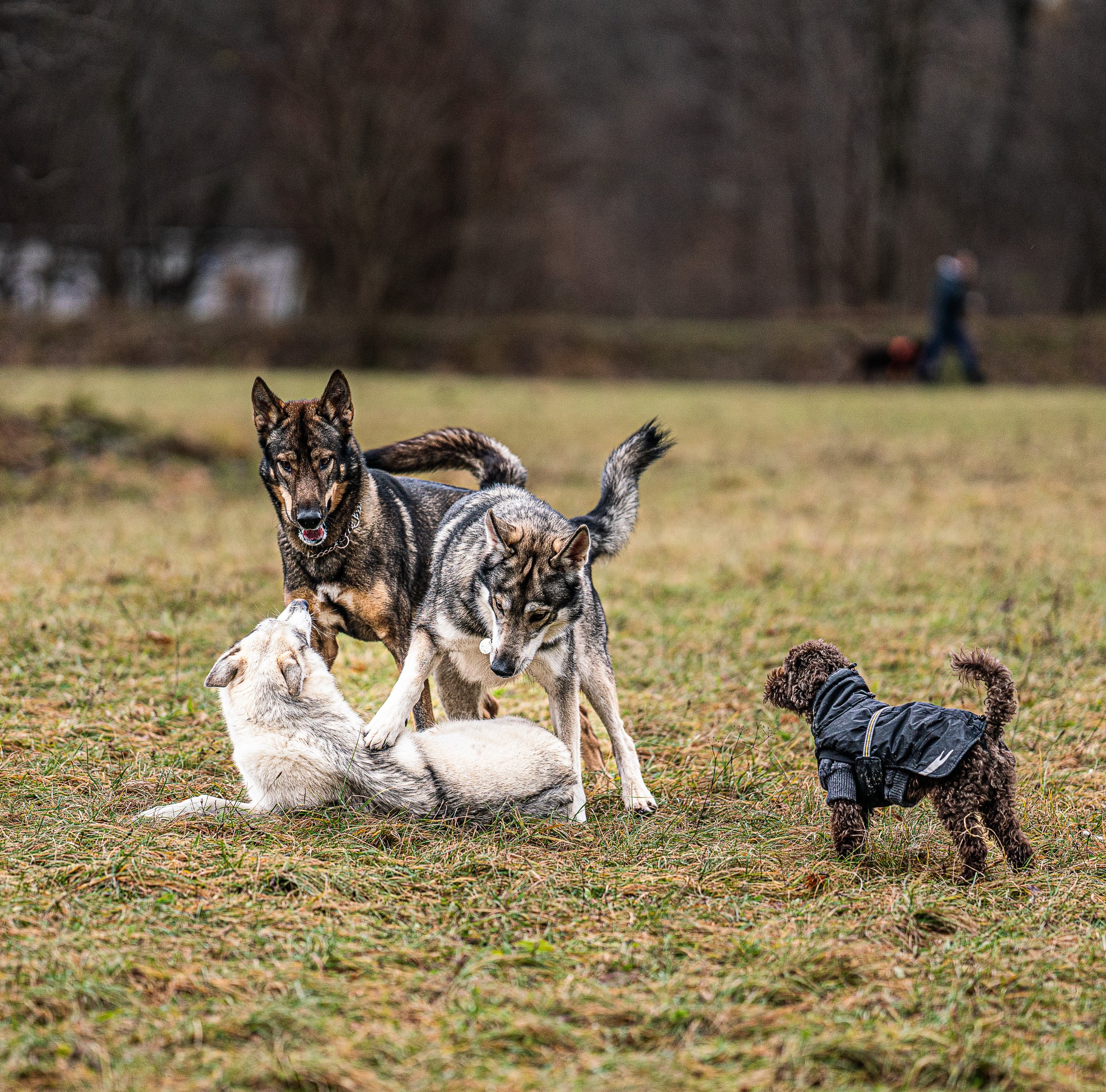Zwei Hunde interagieren mit einem weißen Hundewelpen auf einer Wiese, während ein dritter kleiner Hund im schwarzen Mantel zuschaut. Im Hintergrund sind Bäume und eine Person, die mit einem Hund unterwegs ist.