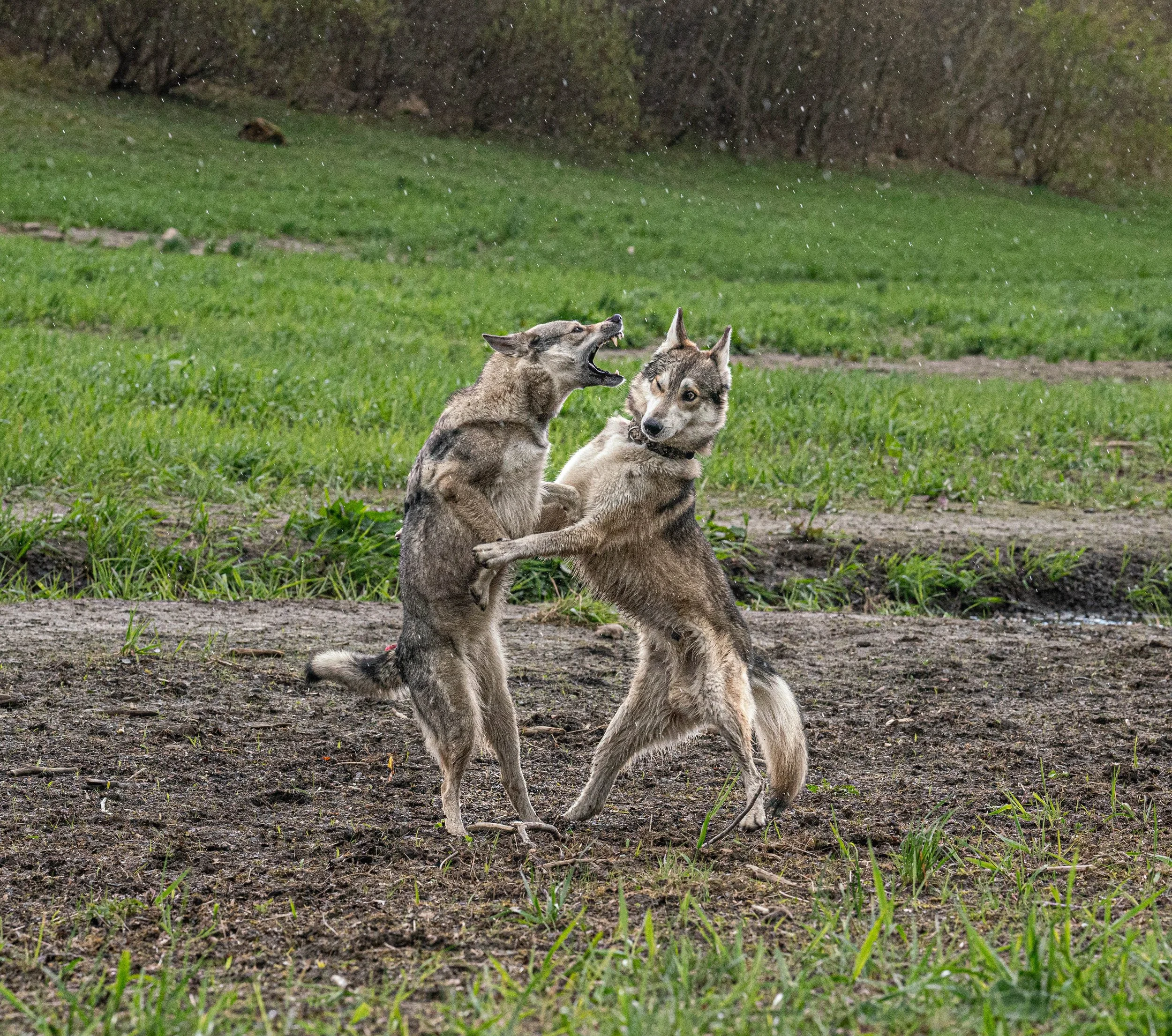 Zwei Wölfe kämpfen auf einem Feld, dabei heben sie ihre Vorderpfoten und beißen sich in den Nacken.