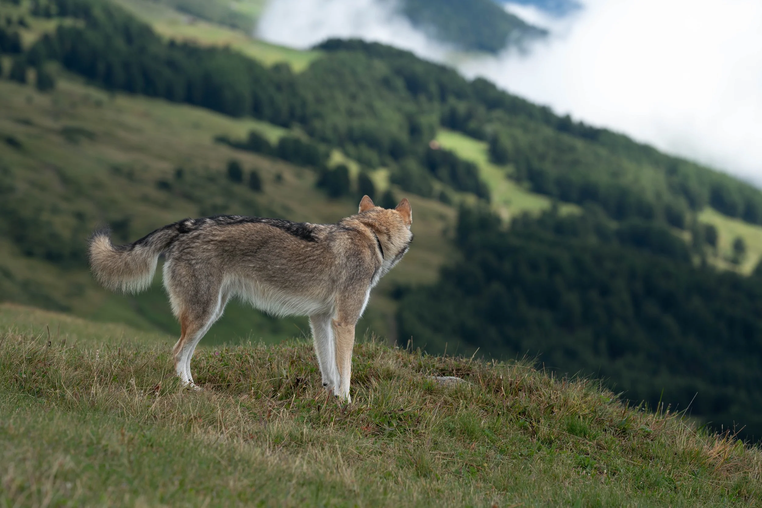 Ein Wolfshund in der Schweiz am wandern.