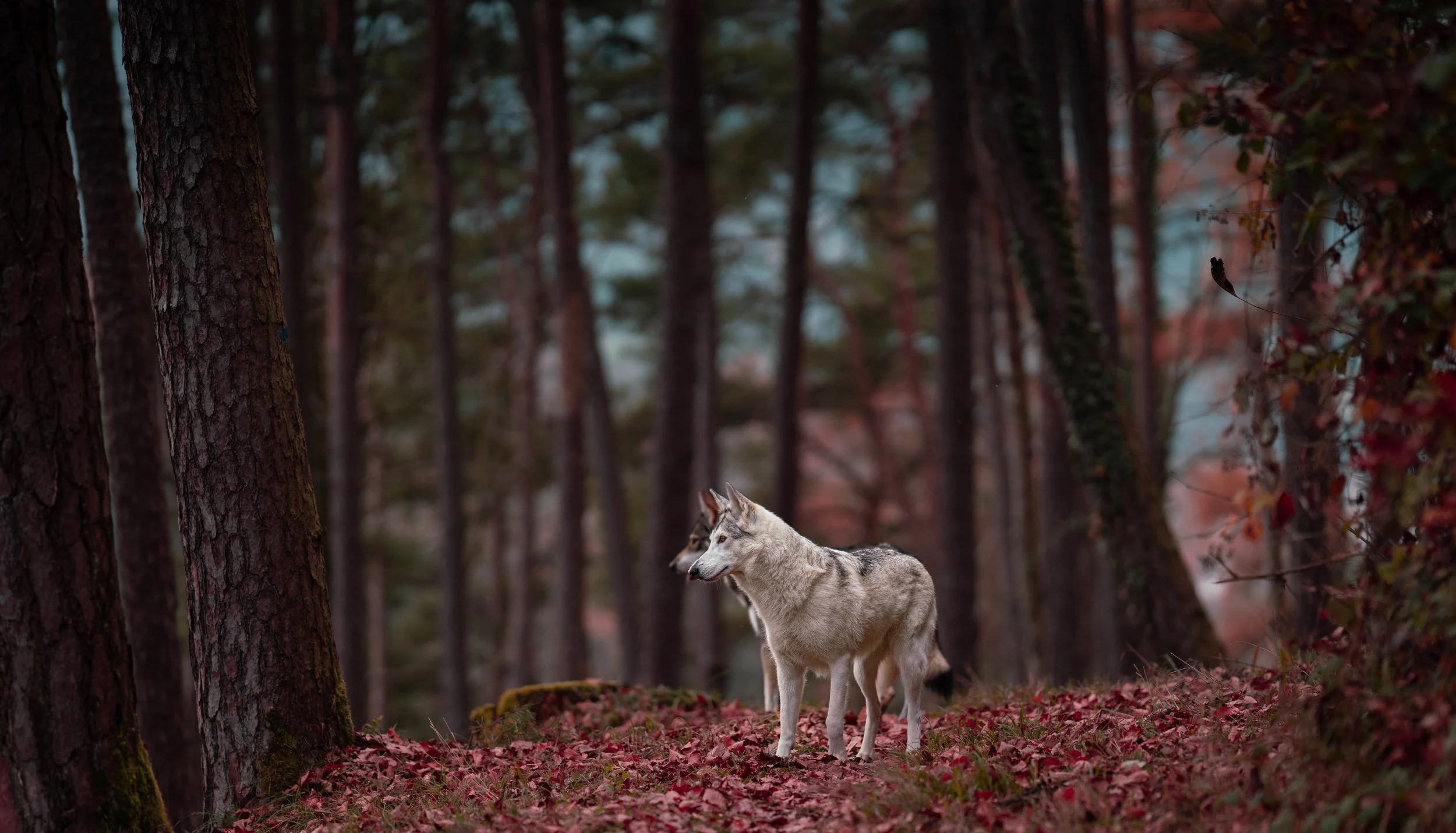 Ein Wolf in einem Herbstwald mit roten Blättern auf dem Boden und Bäumen im Hintergrund.