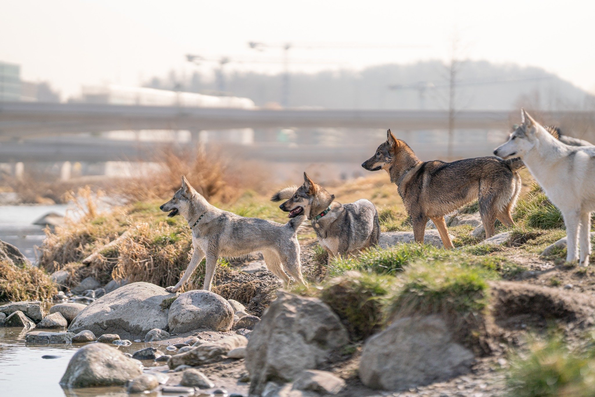 Tamaskan Wolfshunde am Fluss auf der Hundewiese in Zürich Brunau