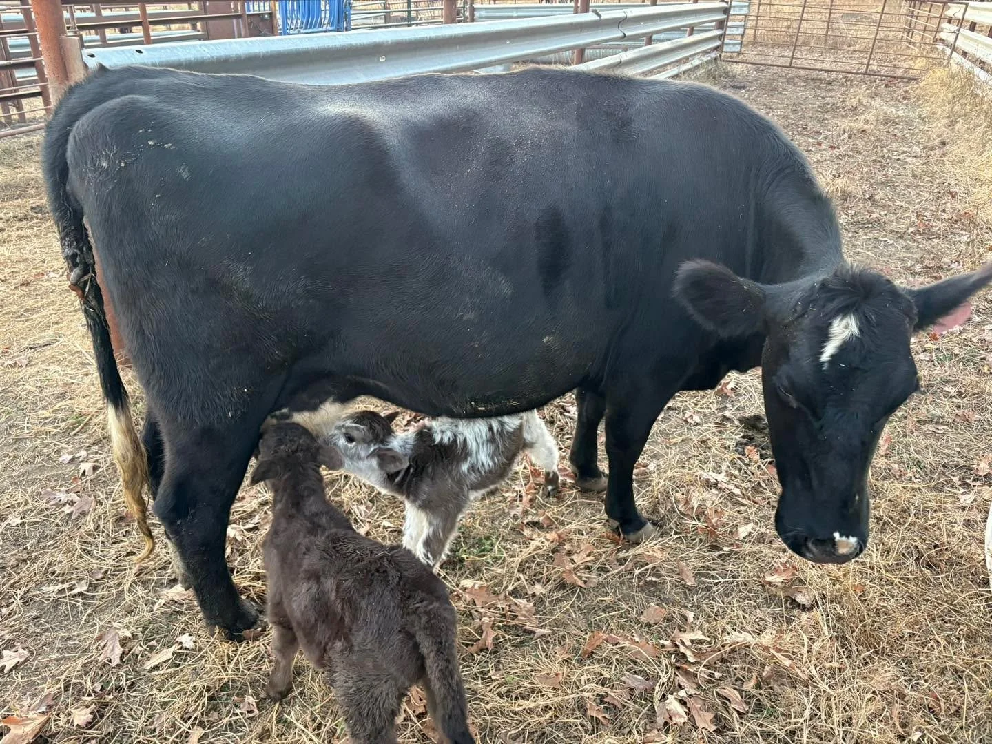 Excited to welcome our first set of twins!