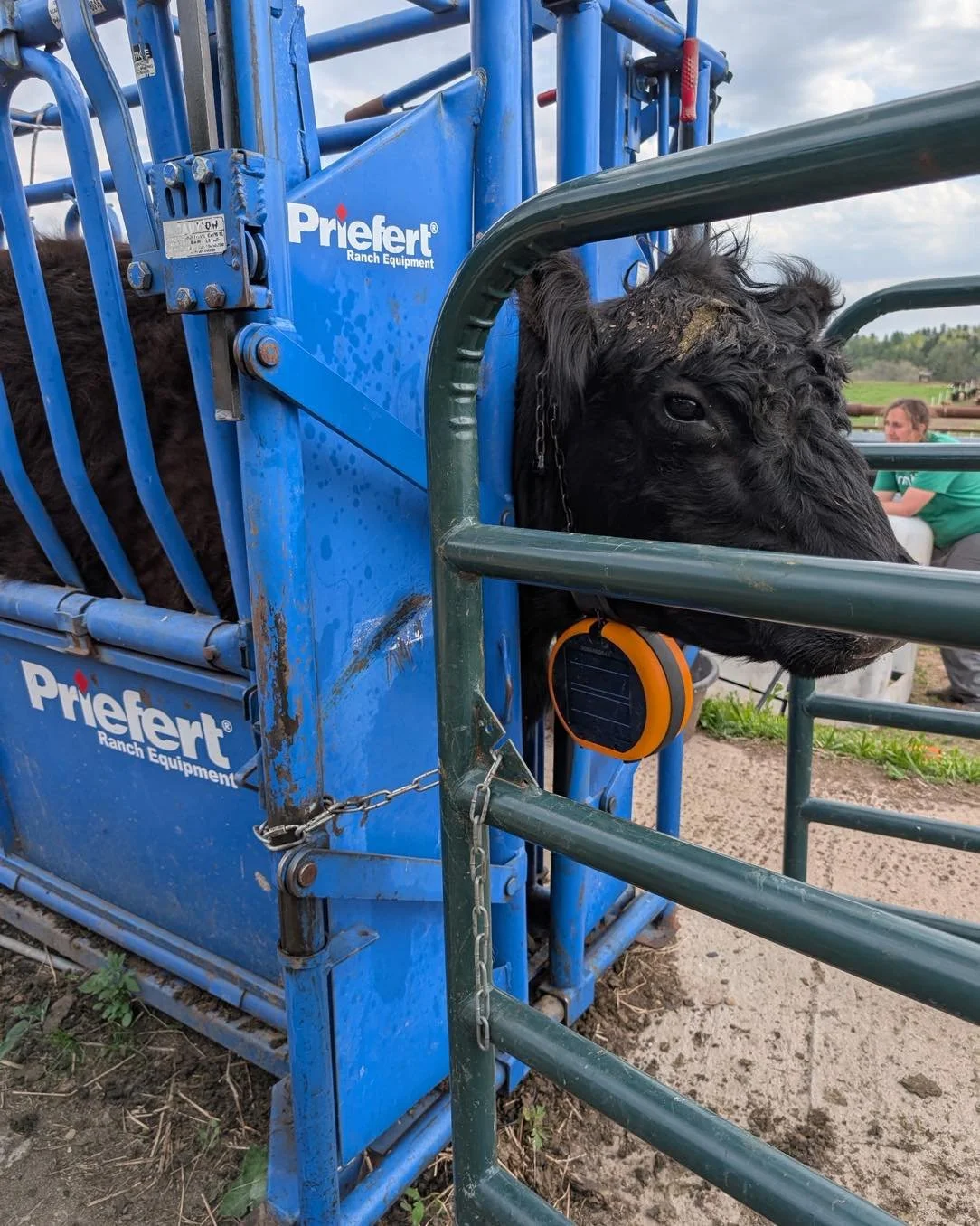 So grateful to our fabulous friends of the farm for an excellent herd health day yesterday 😁

Anticipating lots of new babies but most excitingly GPS collars are up and active!

Flava-flav inspired cows coming your way soon :)