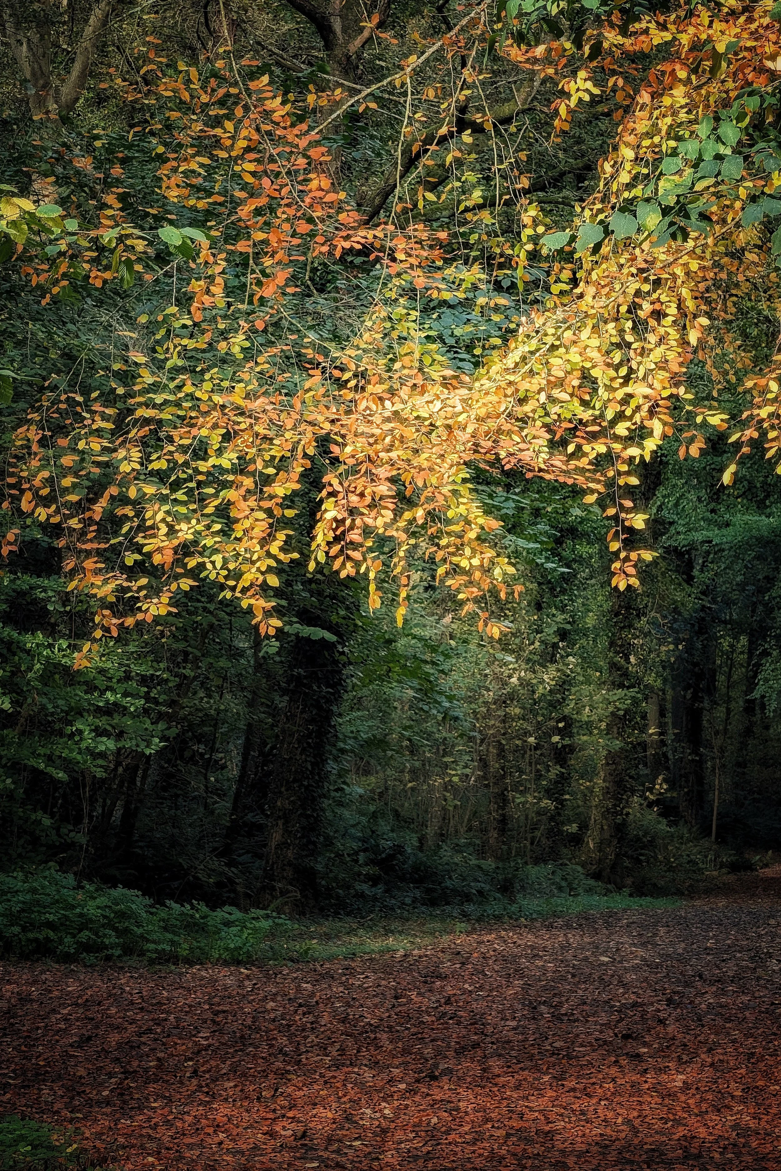 PXL_20251025_123323102 (1).jpg