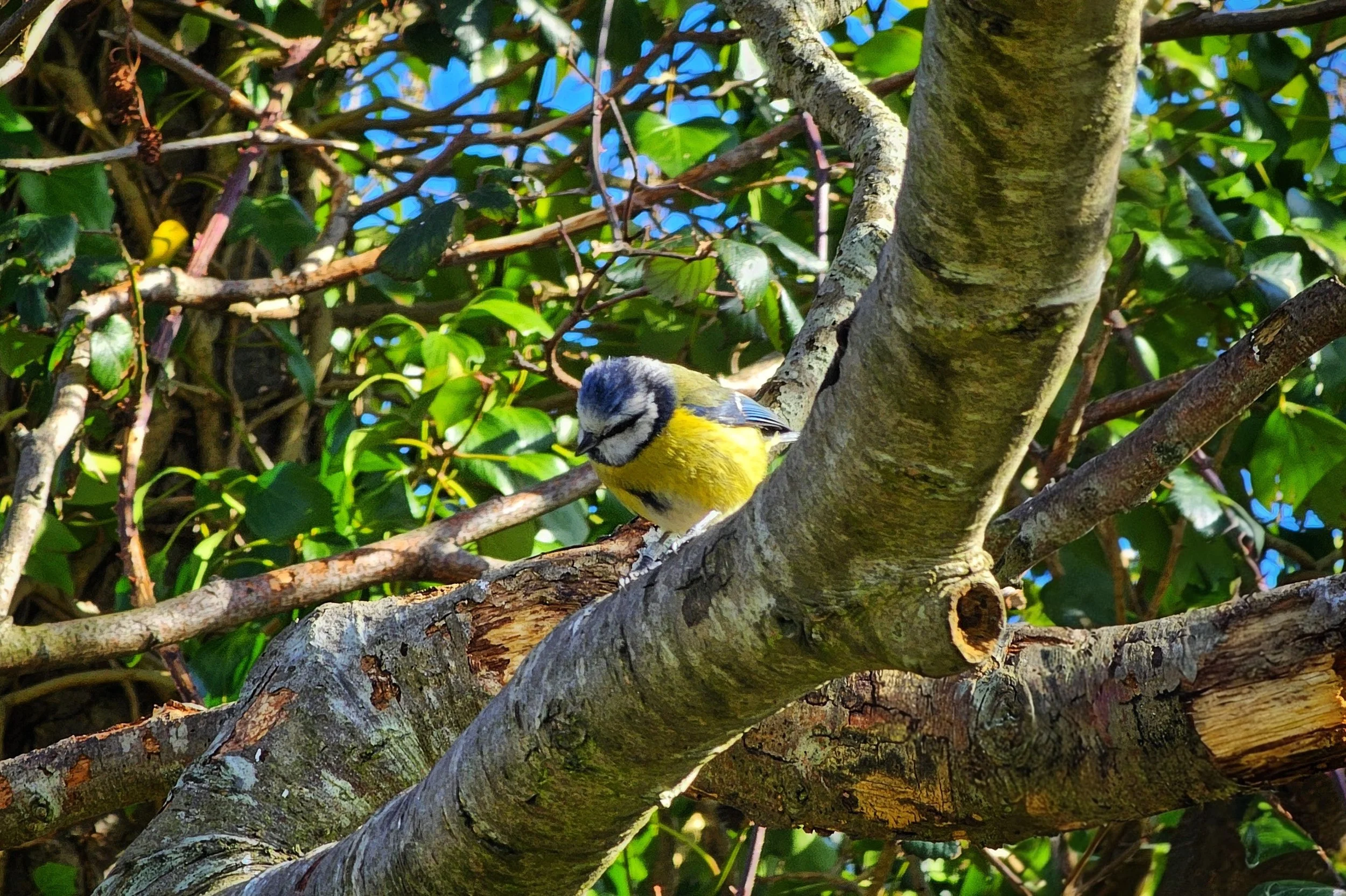 BirdWatch Ireland's East Coast Nature Reserve, County Wicklow