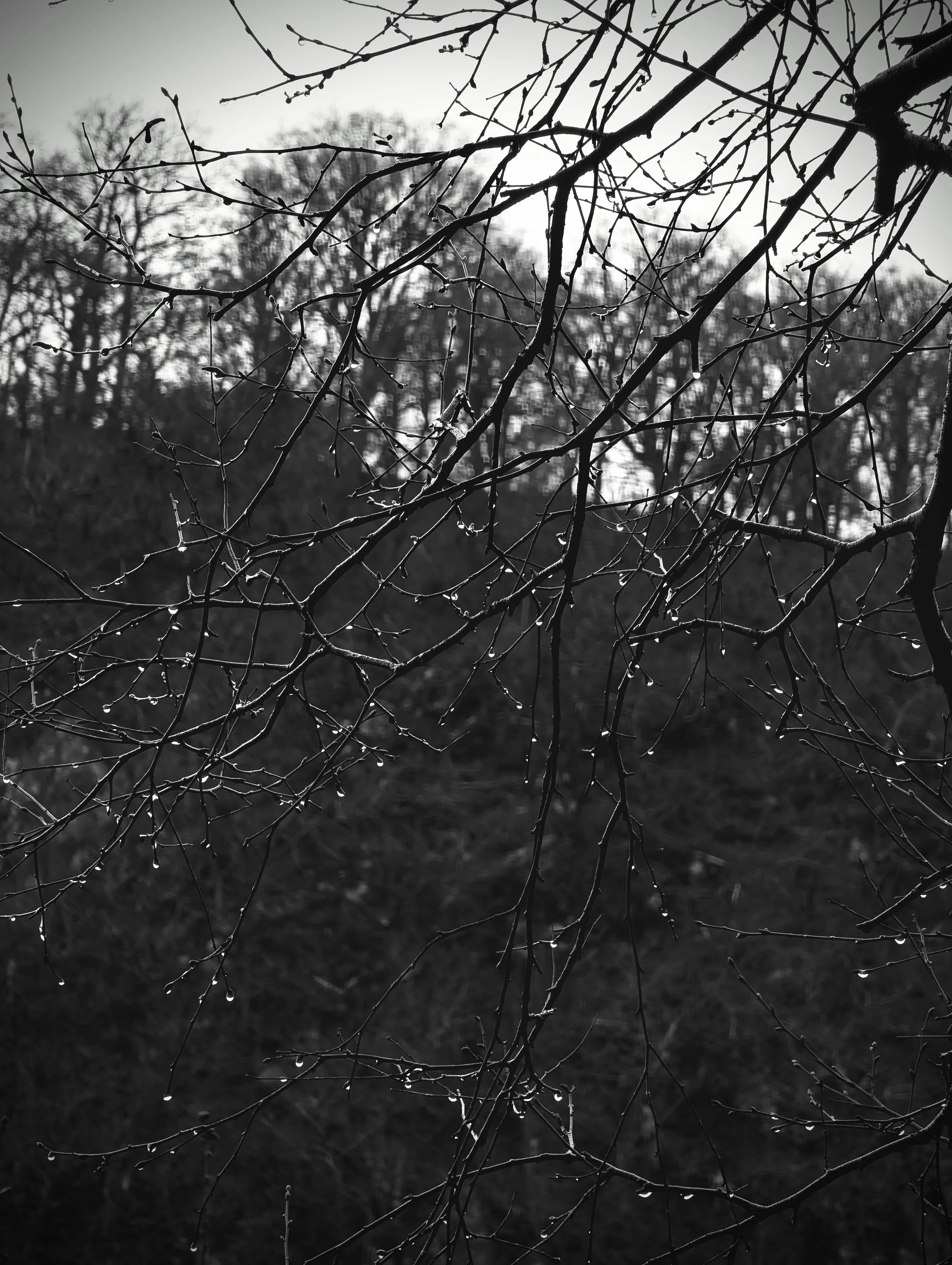 Monochrome Winter Jewels