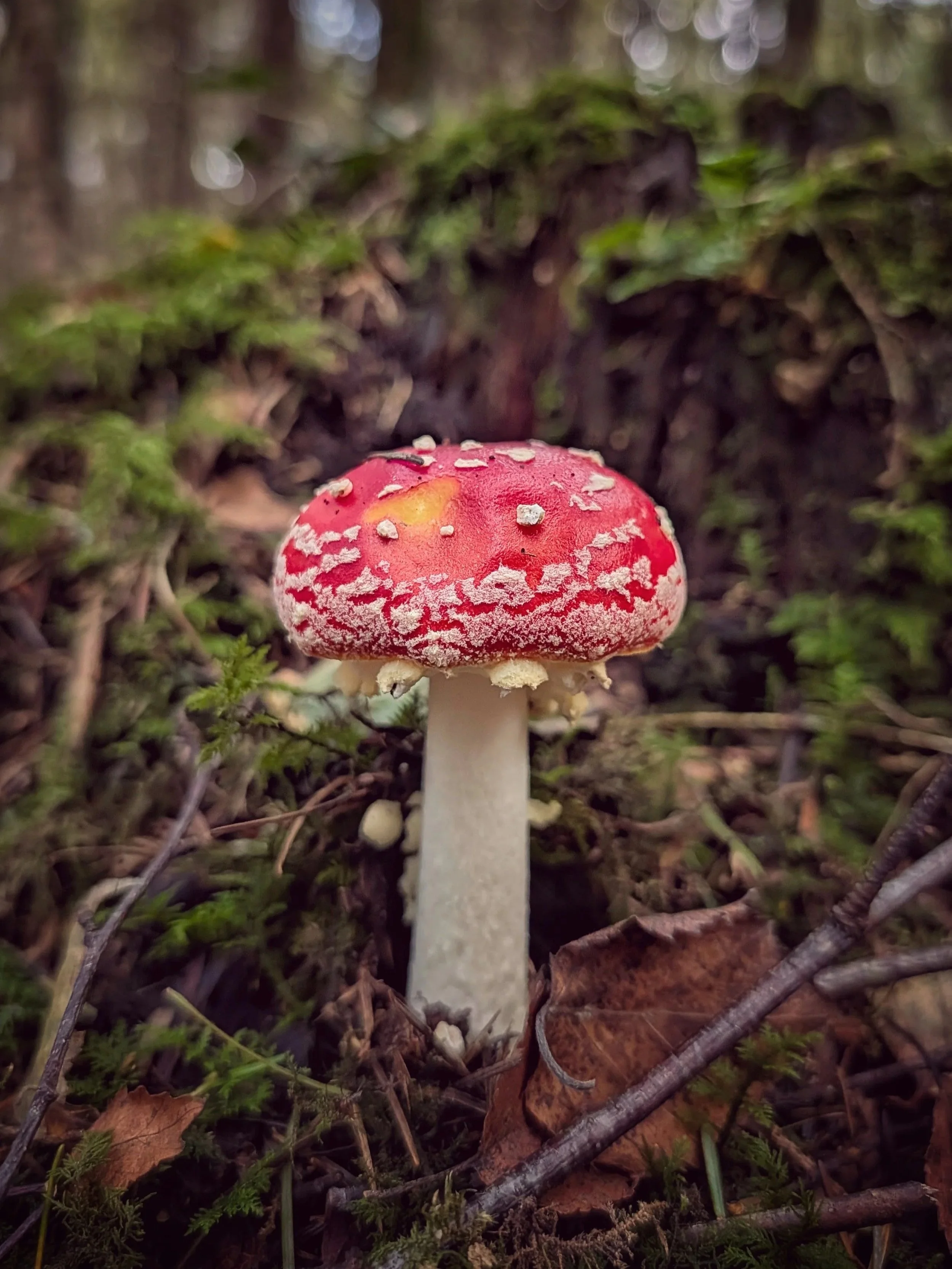 Mycology