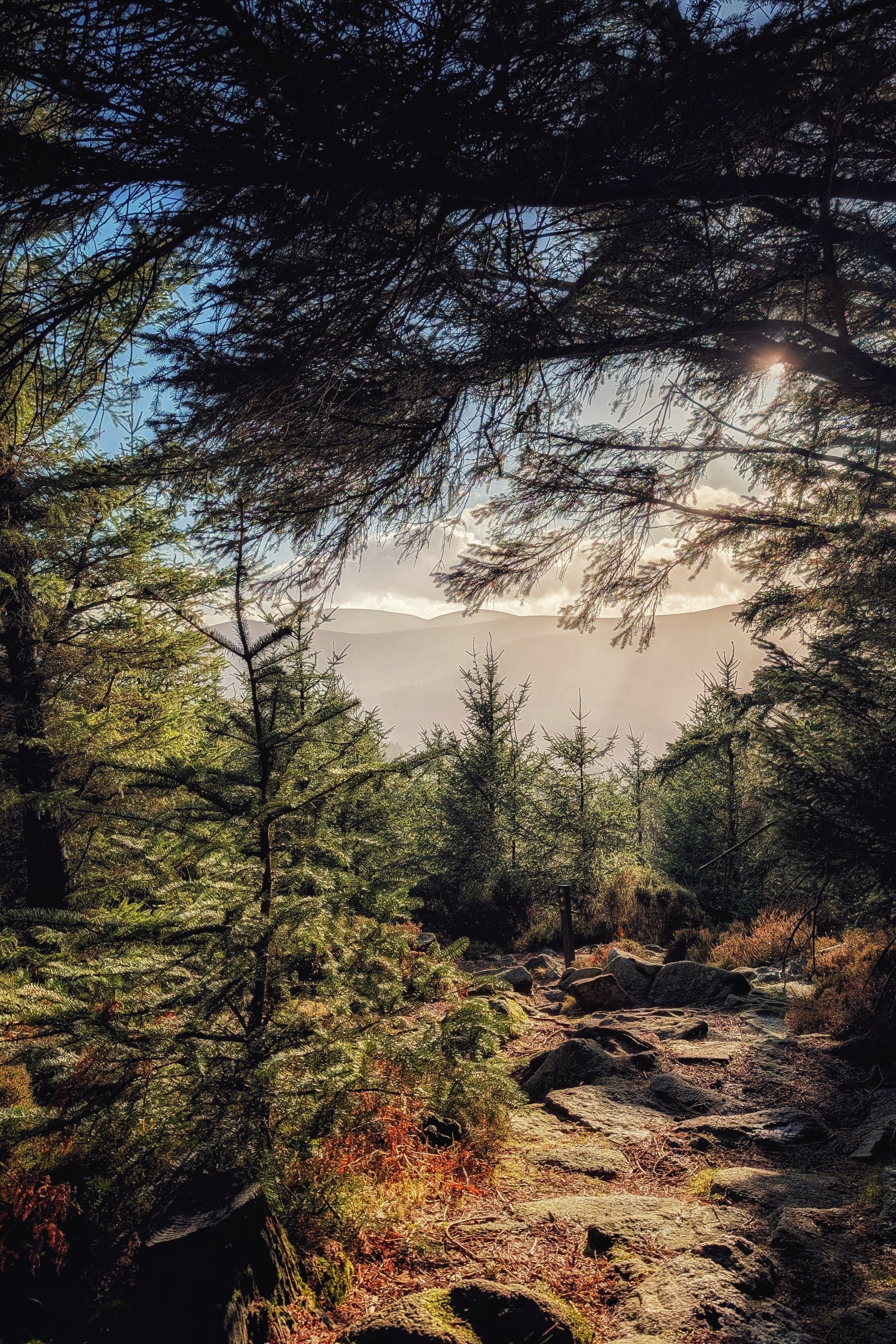 Golden Light on the Trail