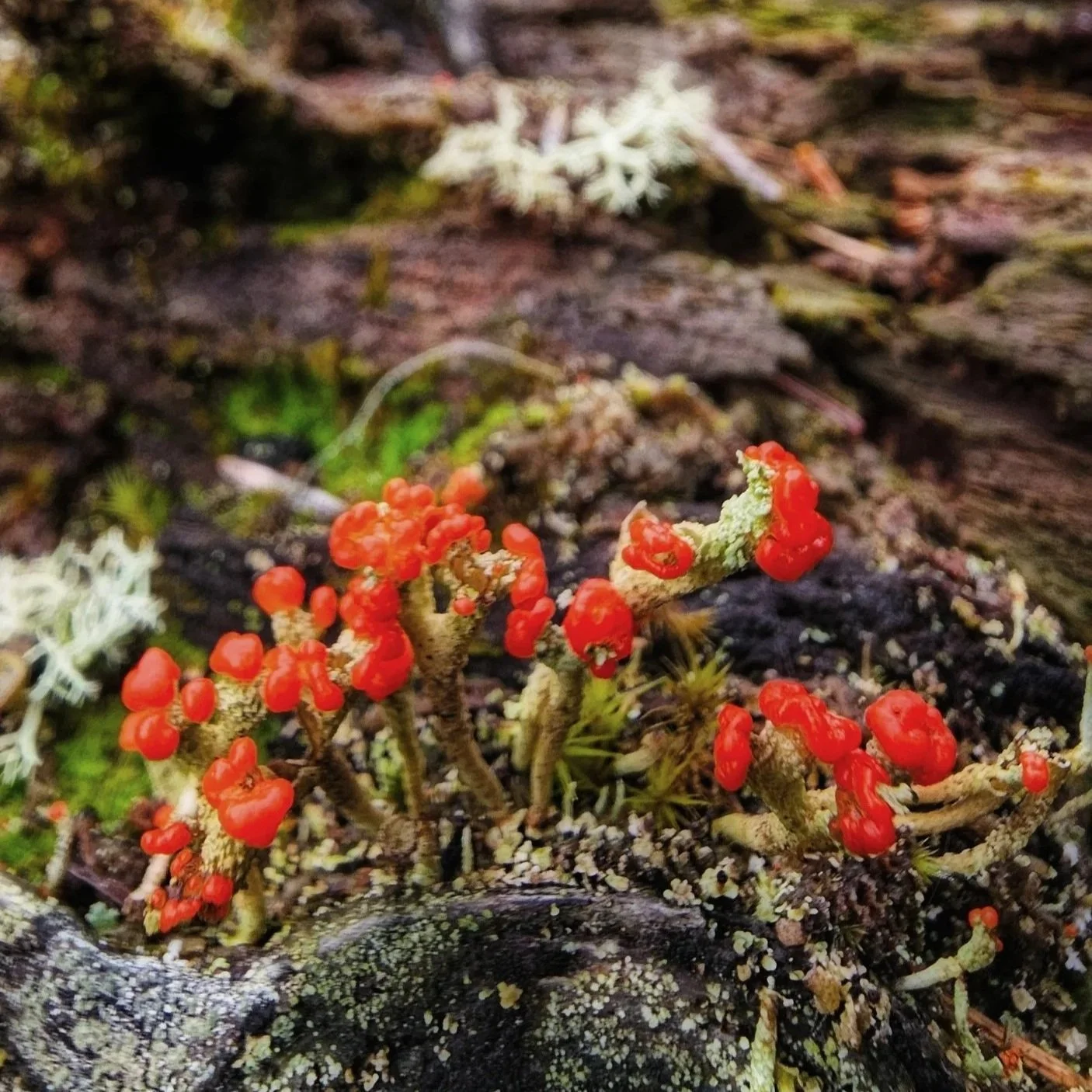 Little Lichen Gems